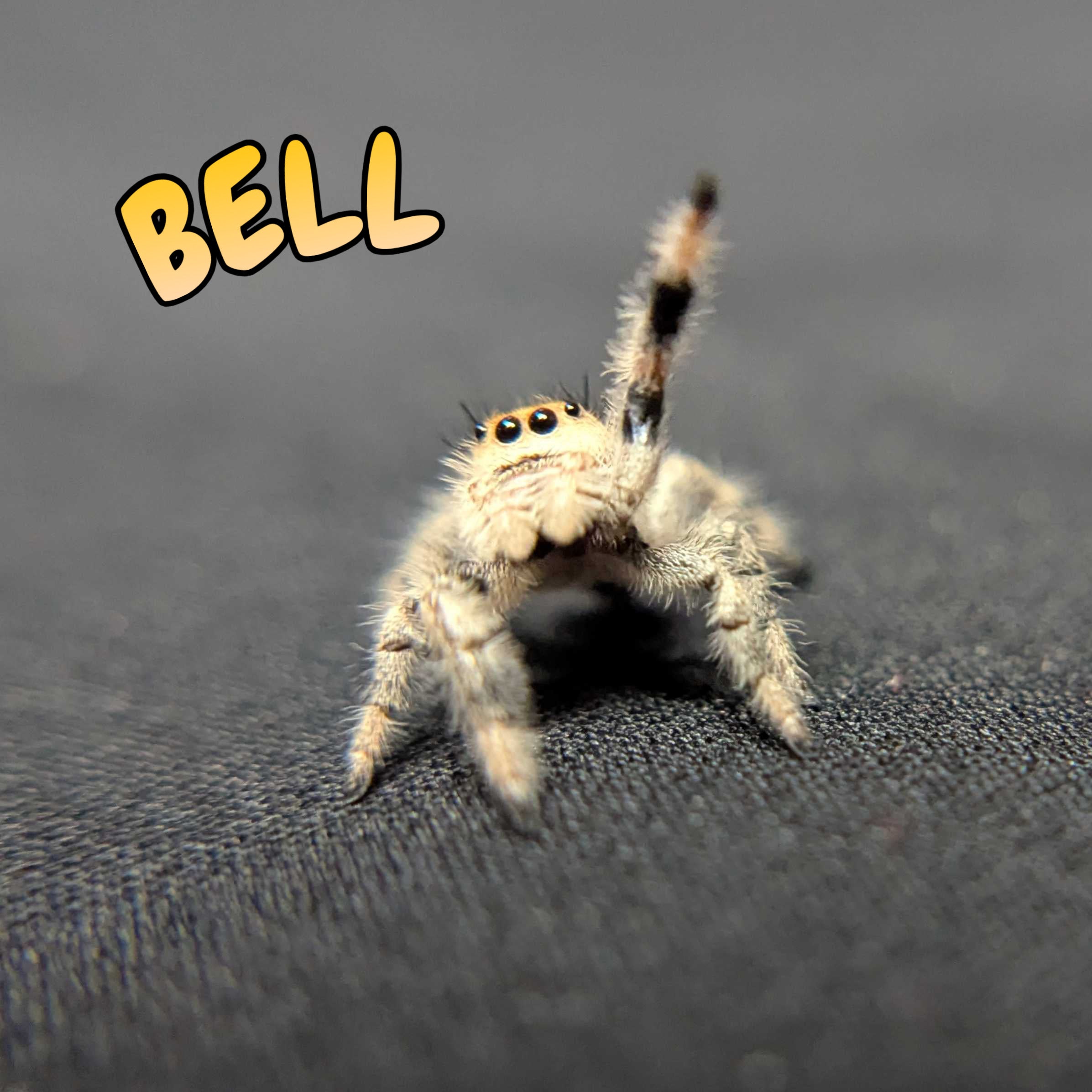 Regal Jumping Spider "Bell"
