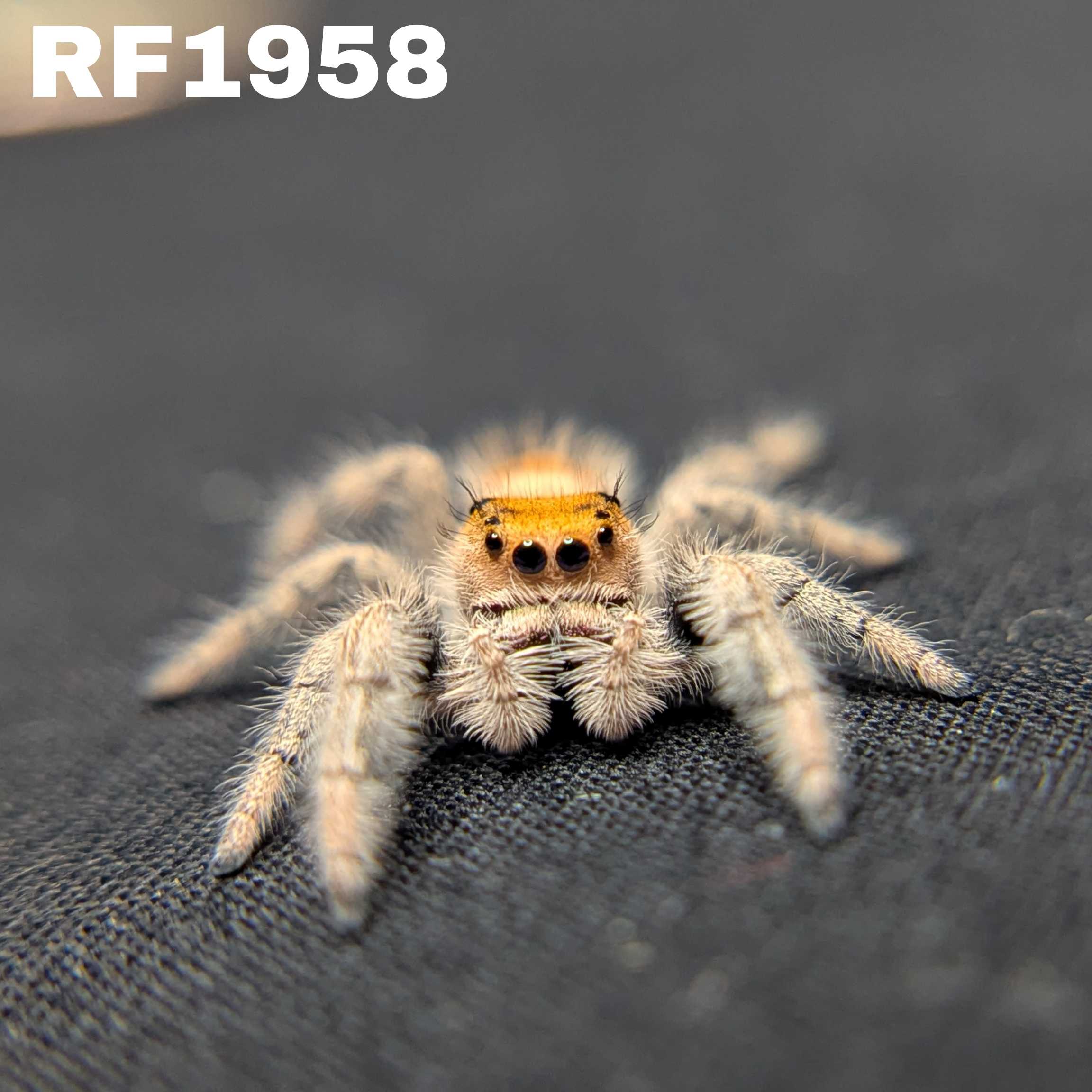 Regal Jumping Spider “Marigold”