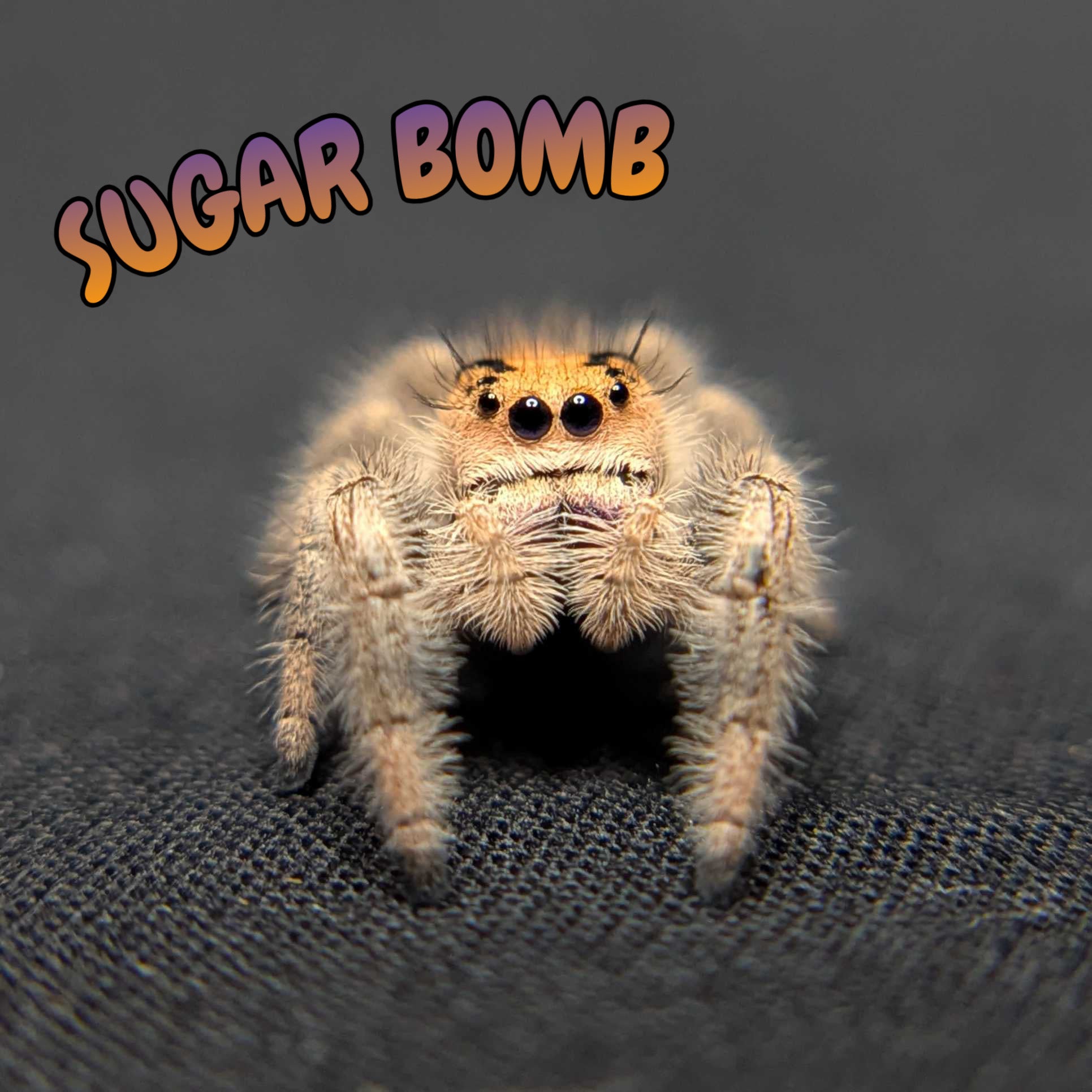 Regal Jumping Spider "Sugar Bomb"