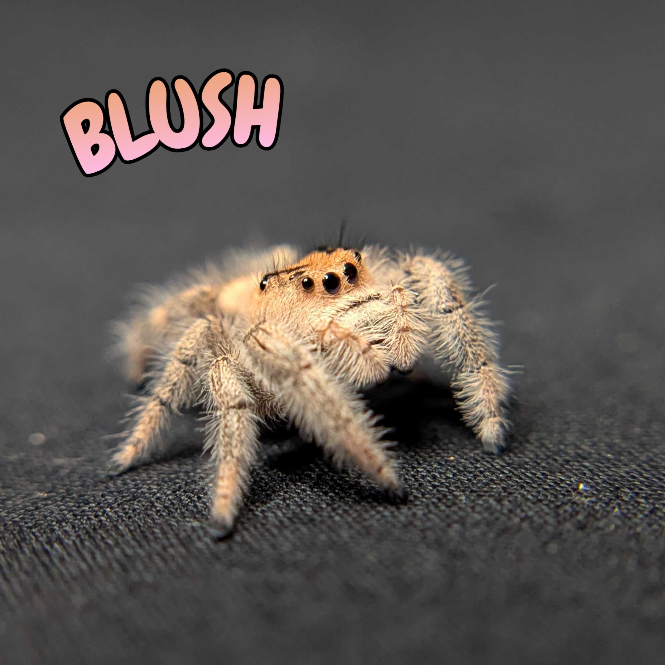 Regal Jumping Spider "Blush"