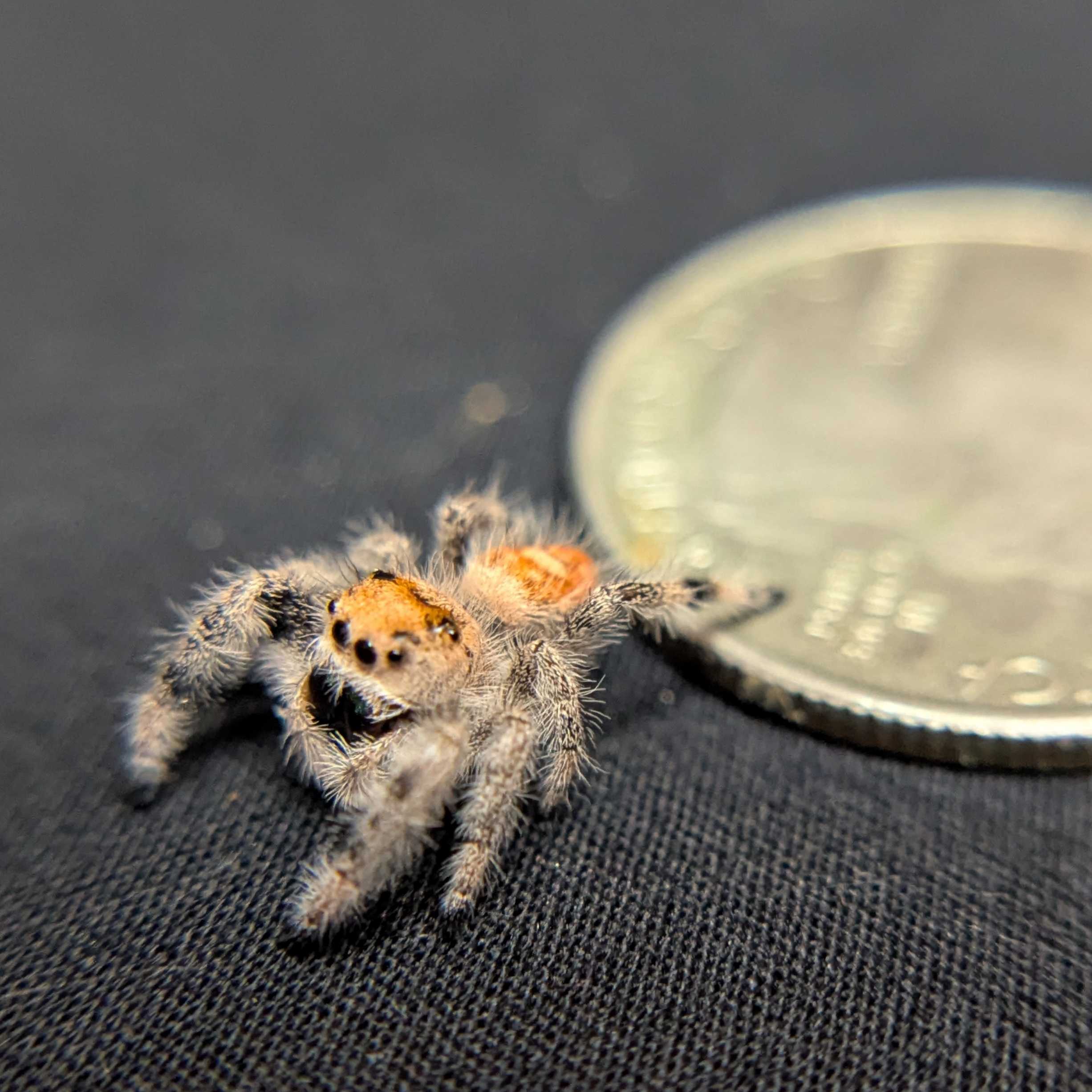 Regal Jumping Spider "Halo"