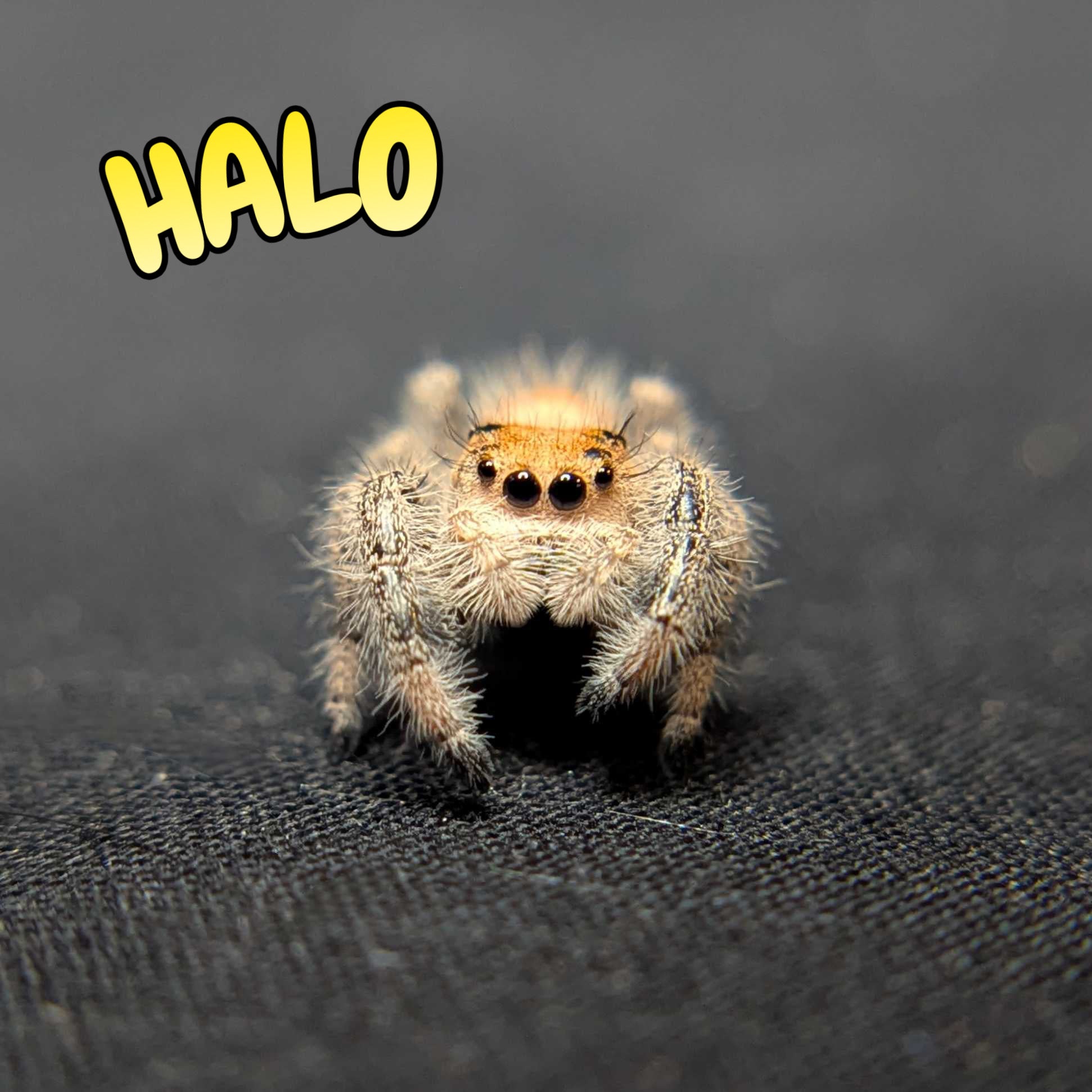 Regal Jumping Spider "Halo"