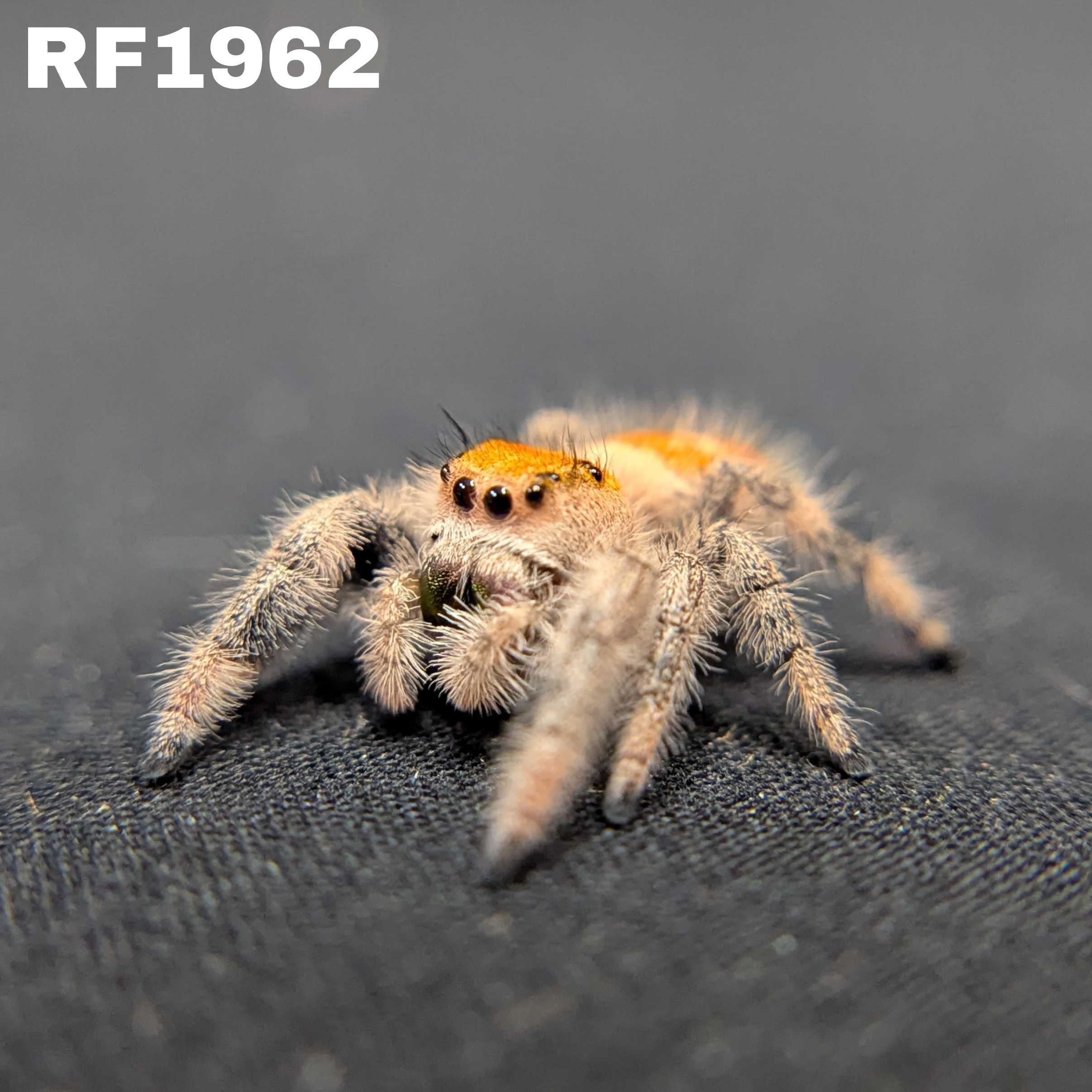 Regal Jumping Spider “Magma”