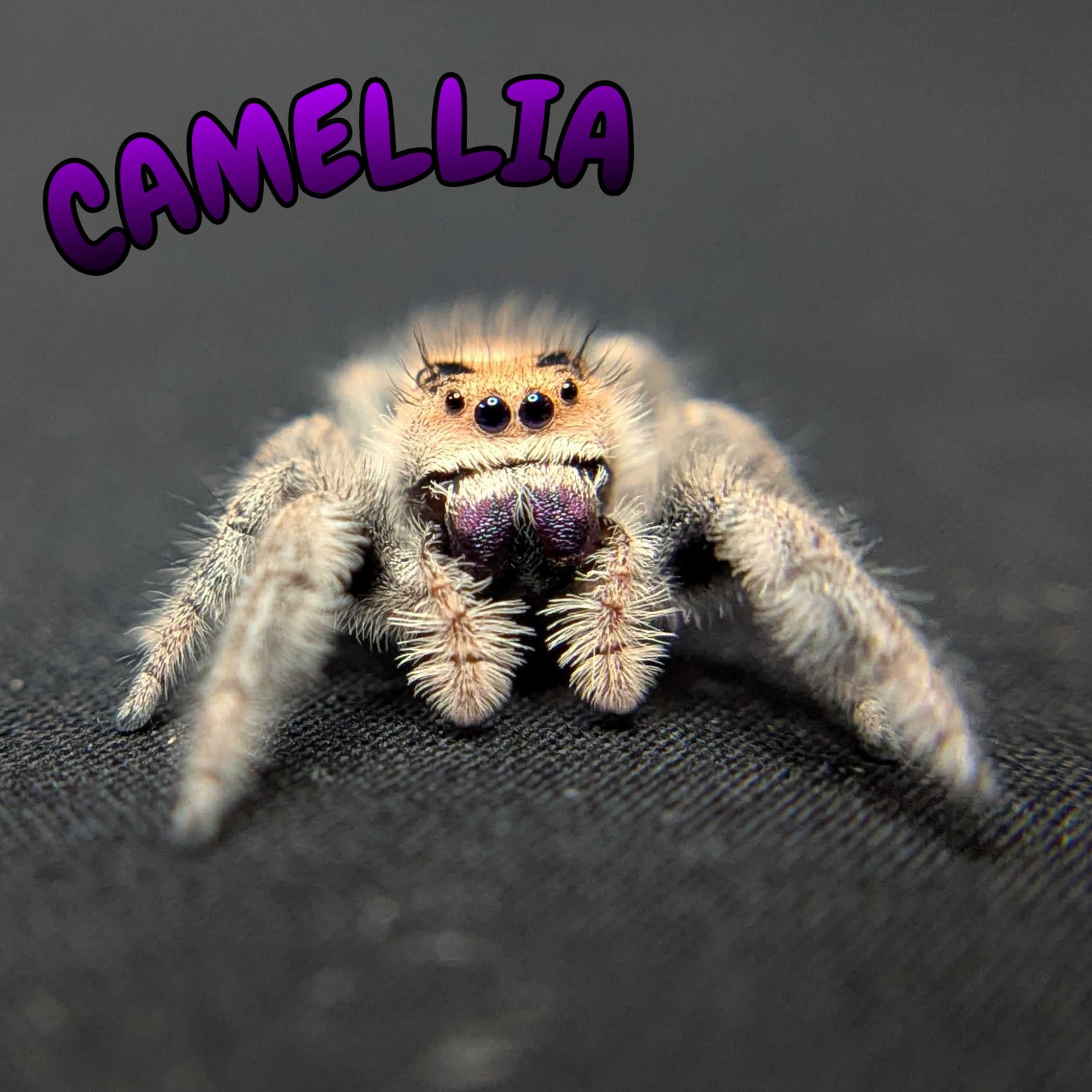Regal Jumping Spider “Camellia”
