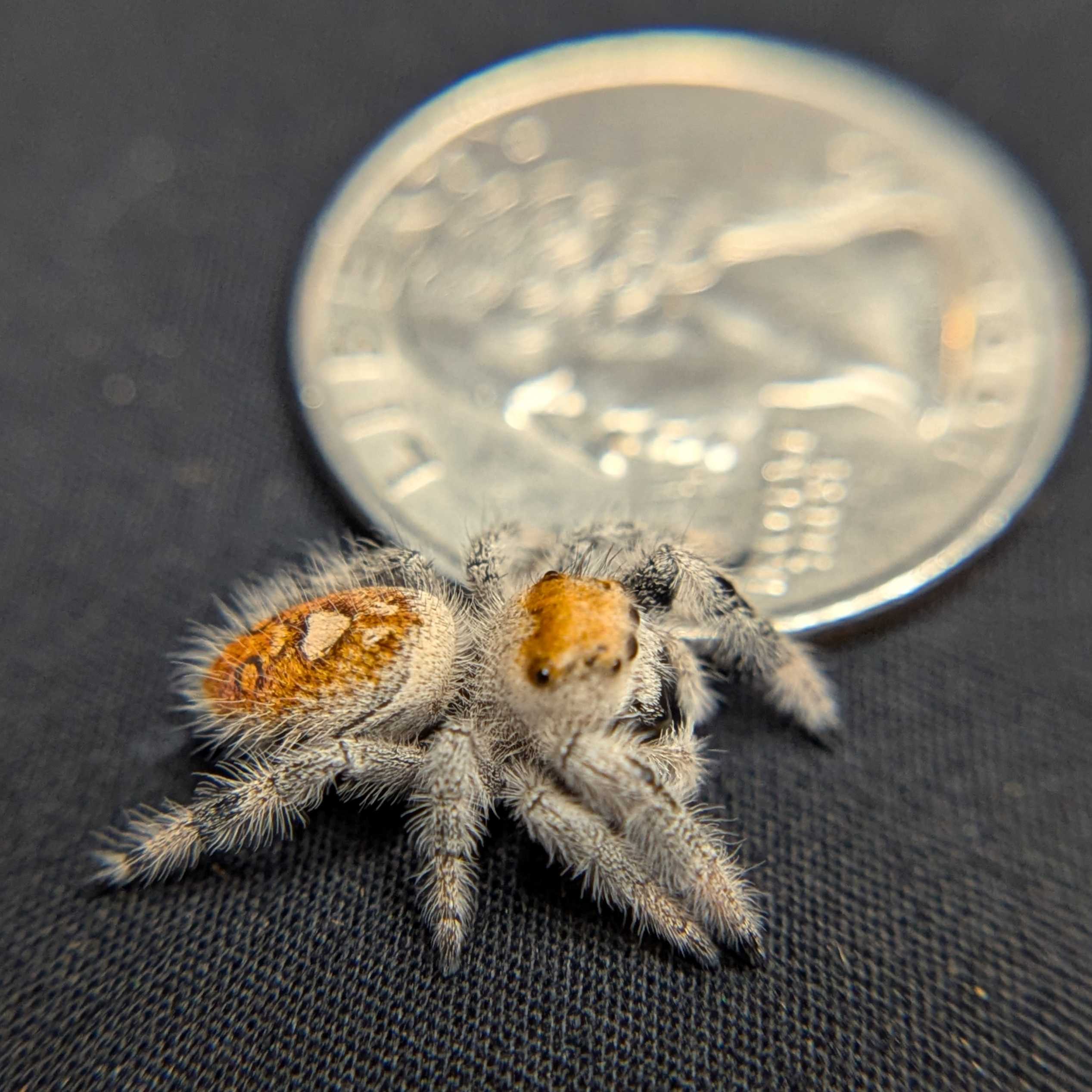 Regal Jumping Spider "Squash"