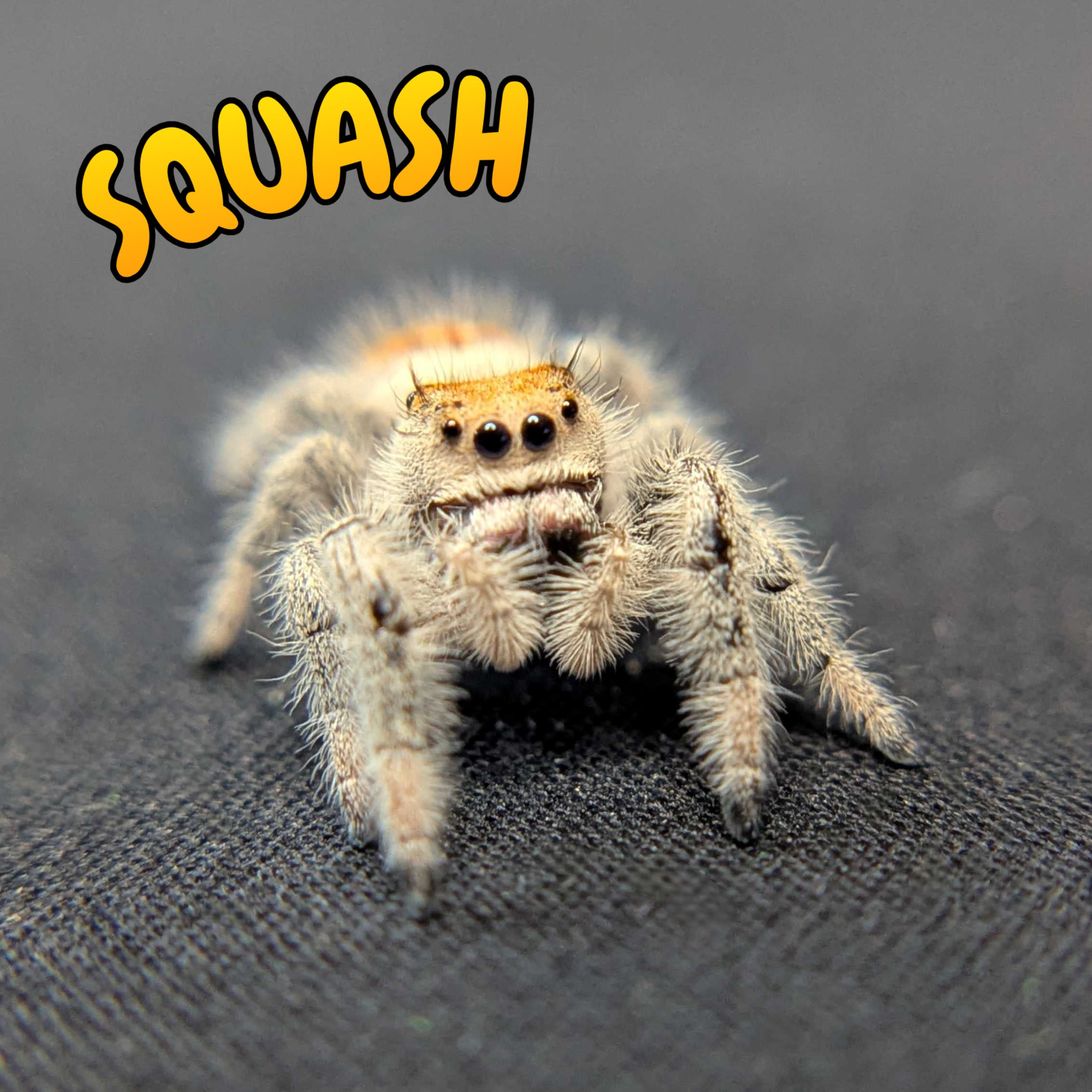 Regal Jumping Spider "Squash"