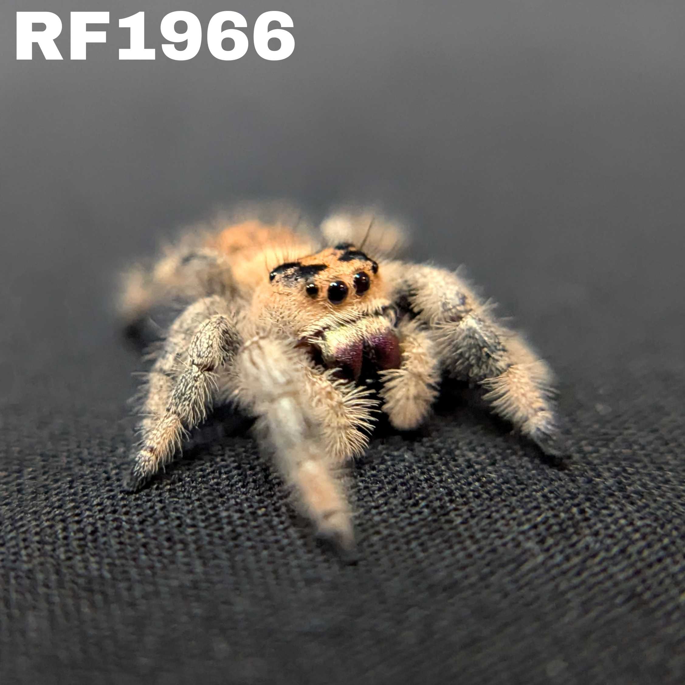 Regal Jumping Spider "Coffee"