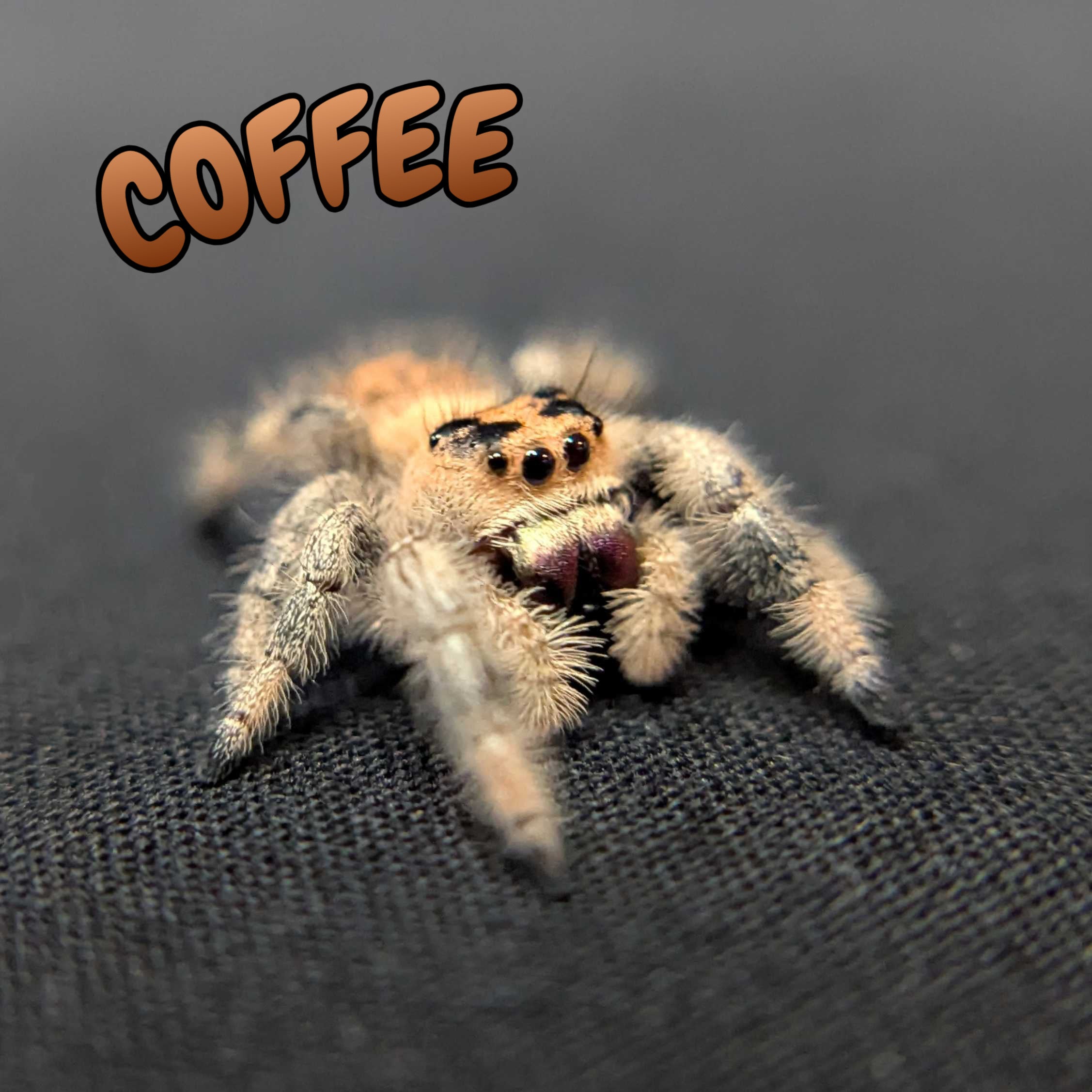 Regal Jumping Spider "Coffee"