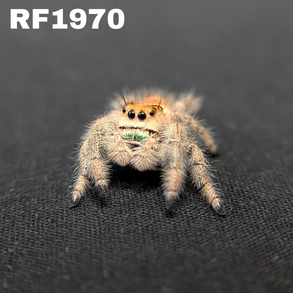 Regal Jumping Spider "Seaweed"