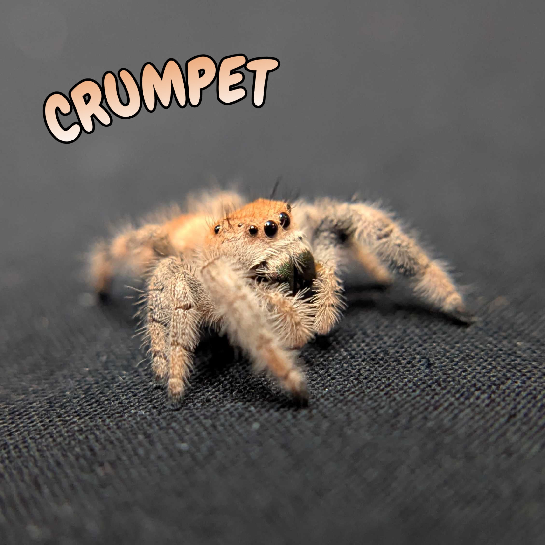 Regal Jumping Spider "Crumpet"