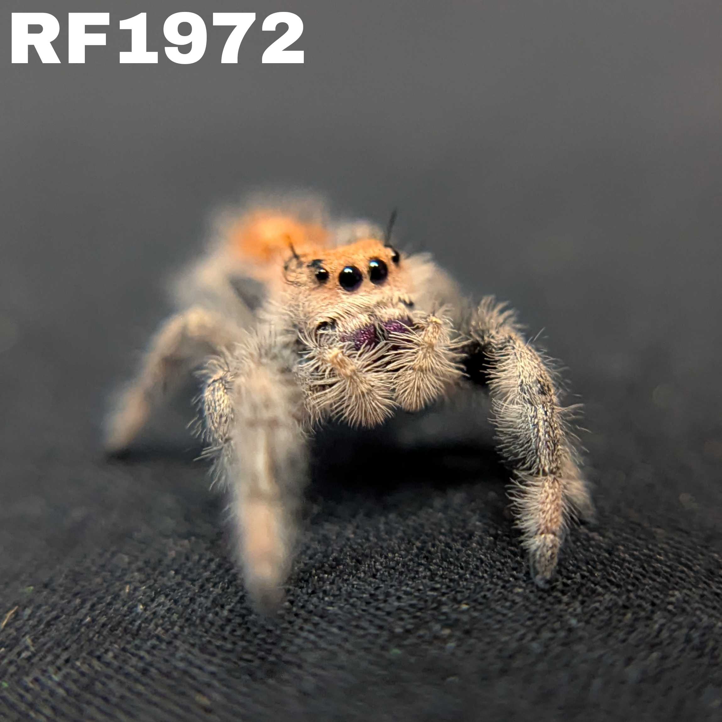 Regal Jumping Spider "Purple Haze"