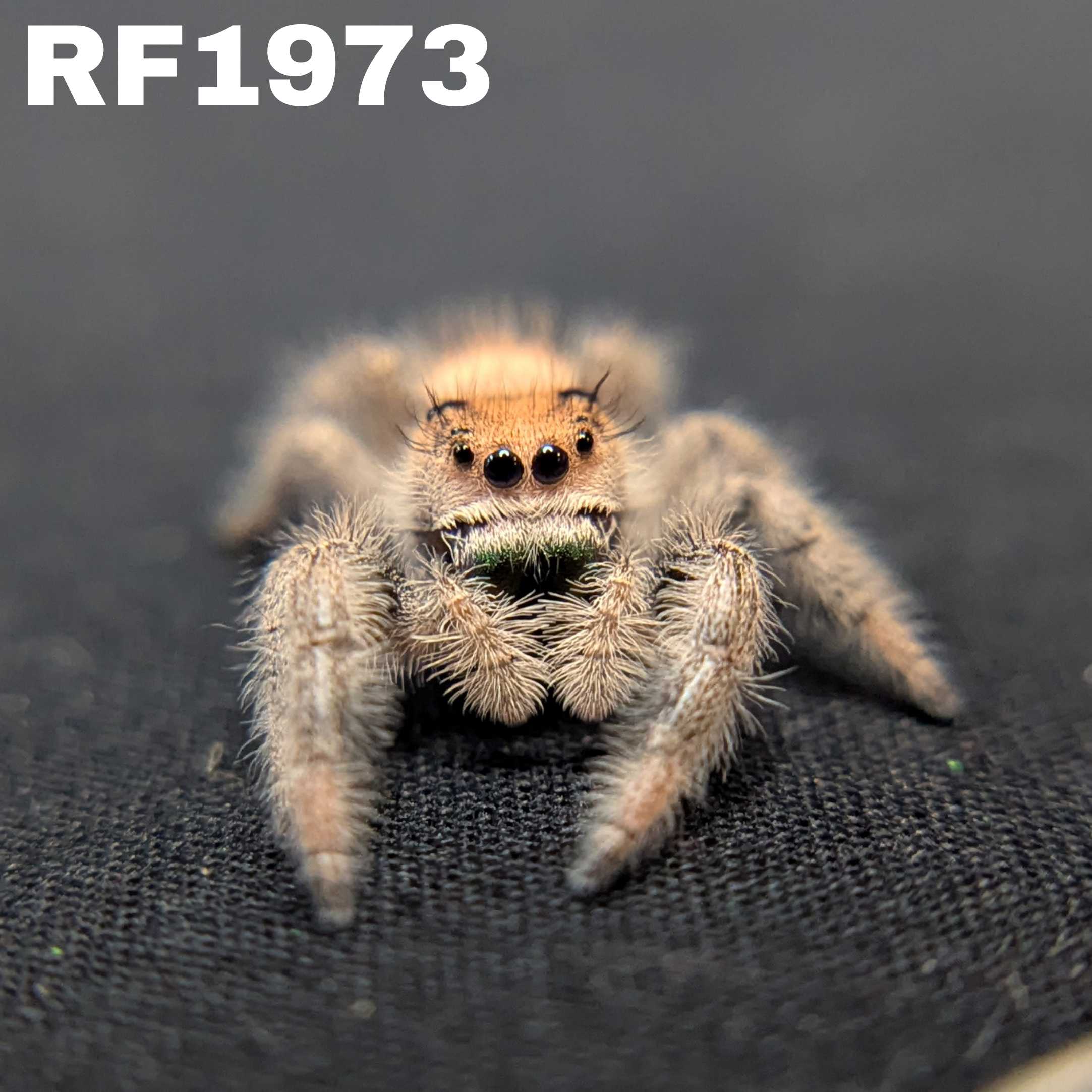 Regal Jumping Spider "Almond"