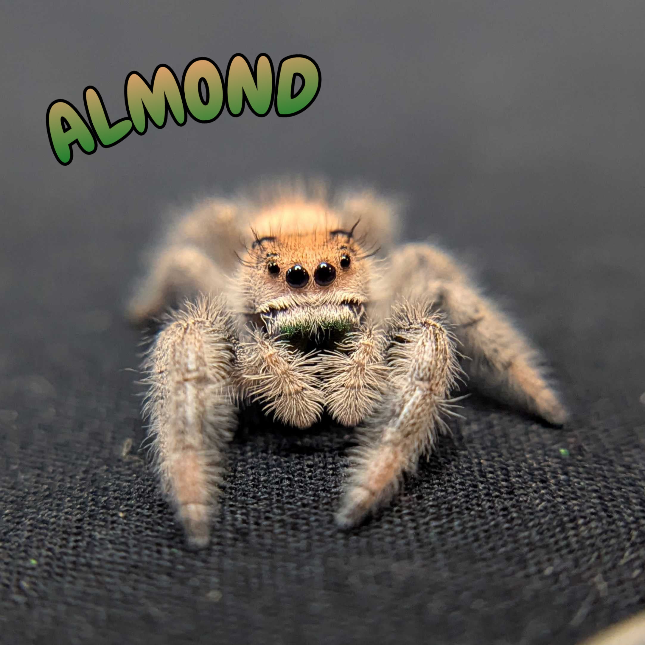 Regal Jumping Spider "Almond"