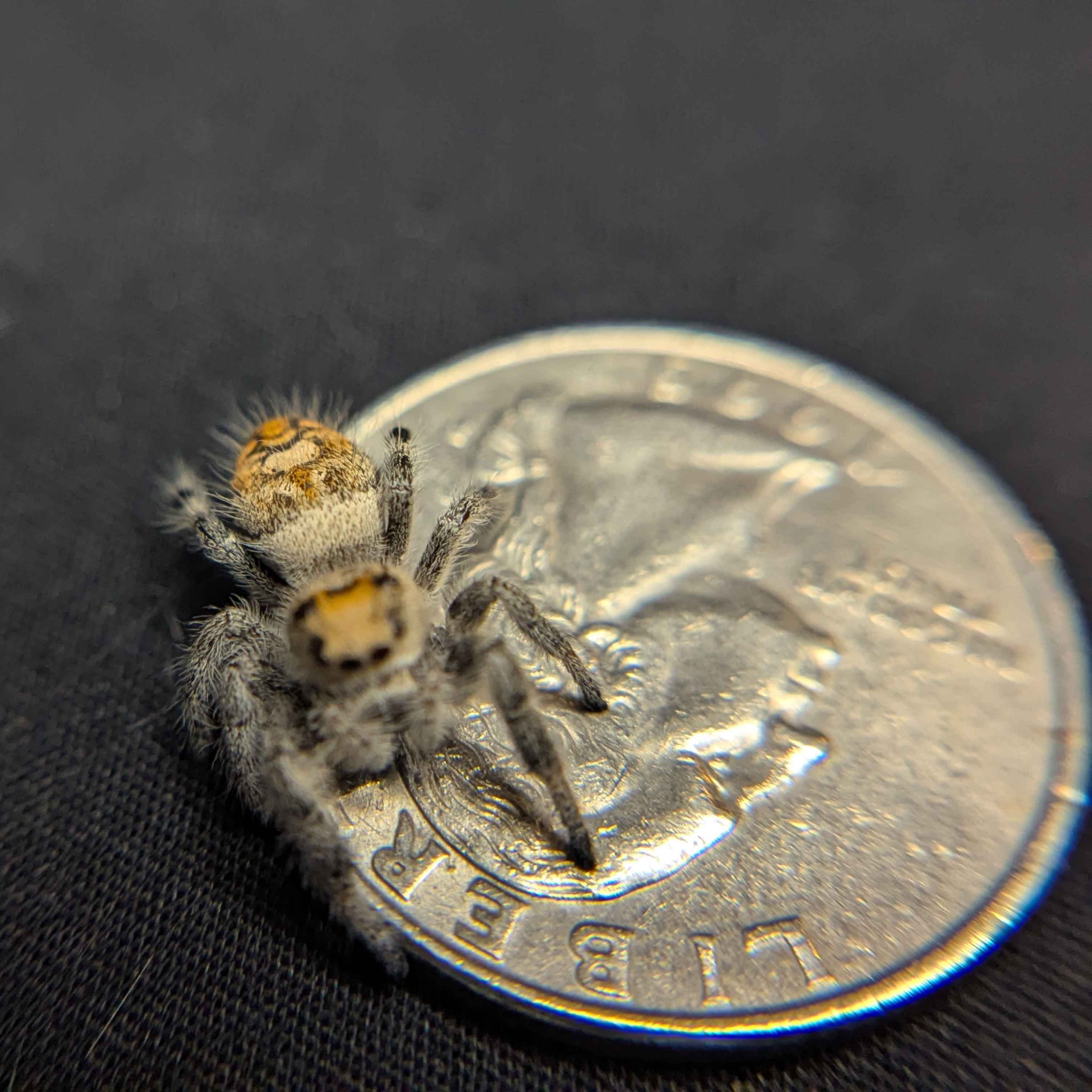 Regal Jumping Spider "Beth"