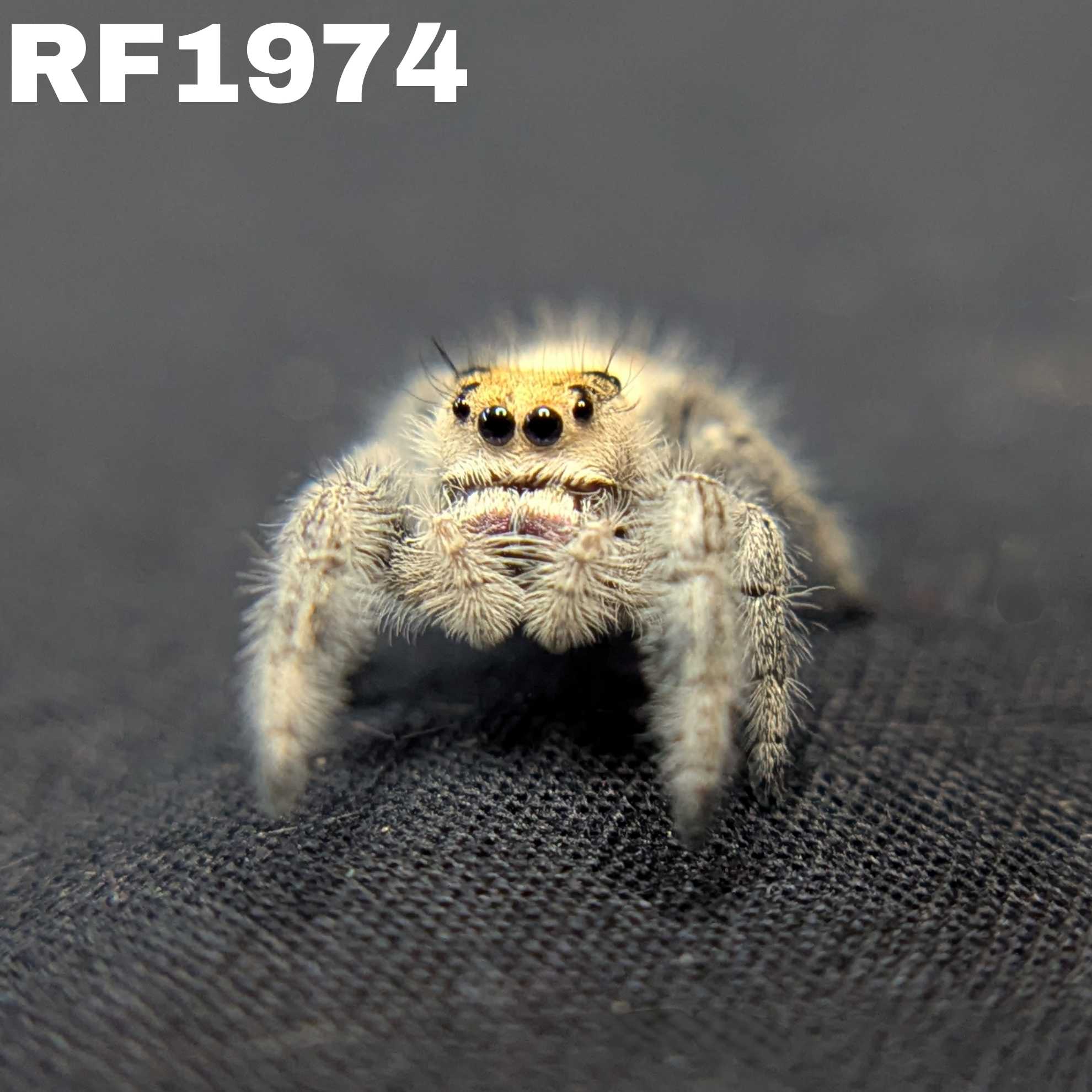 Regal Jumping Spider "Beth"