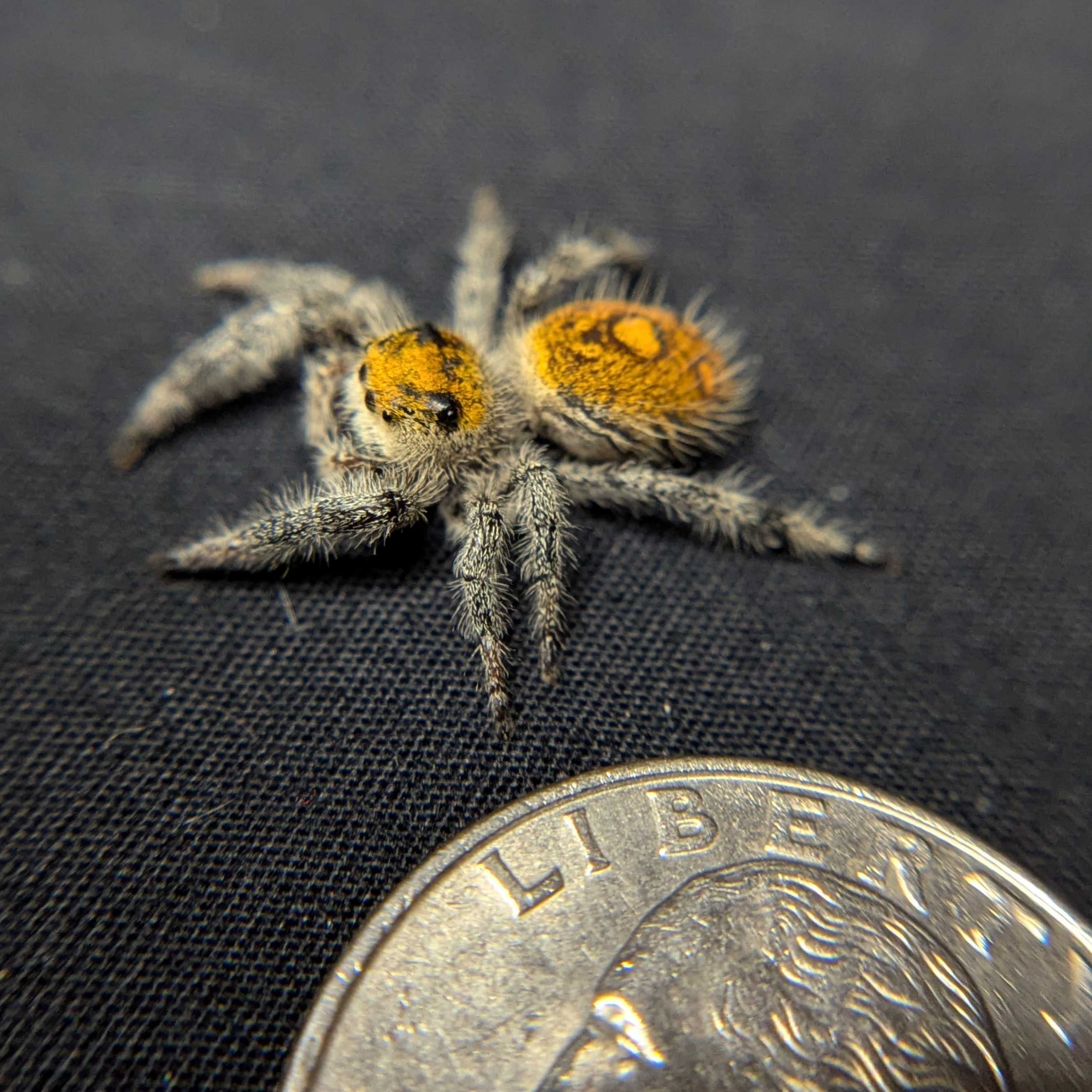 Regal Jumping Spider "Meadow"