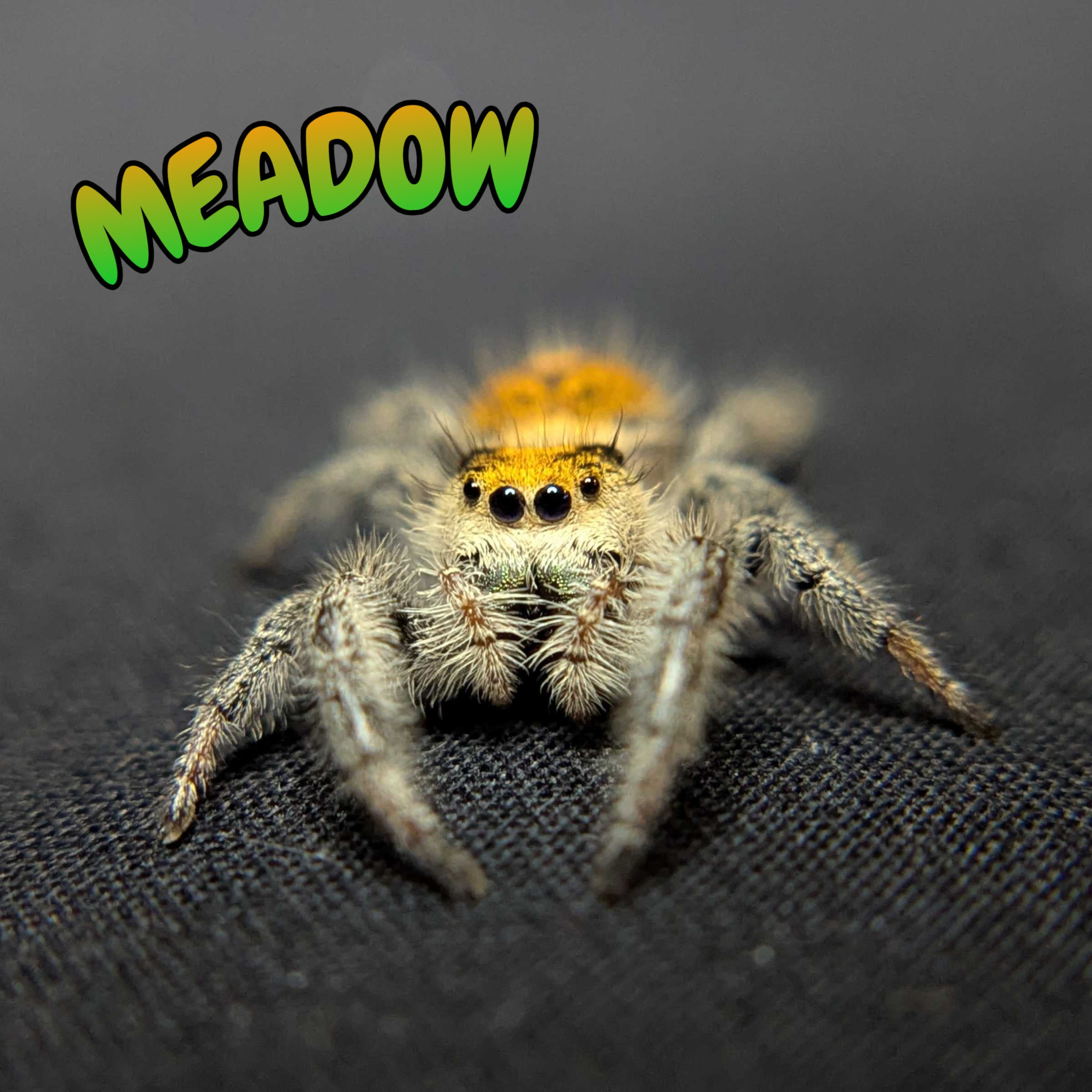 Regal Jumping Spider "Meadow"