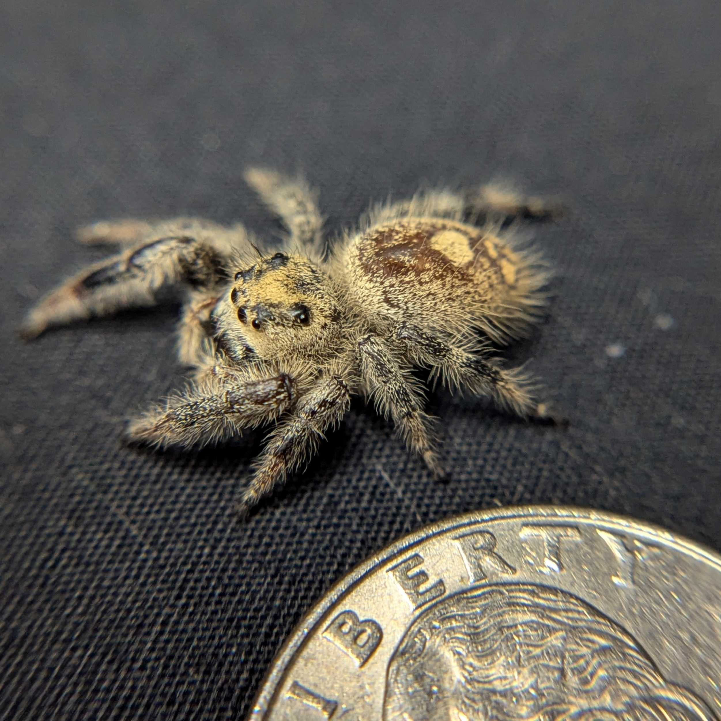 Regal Jumping Spider "Pinecone"