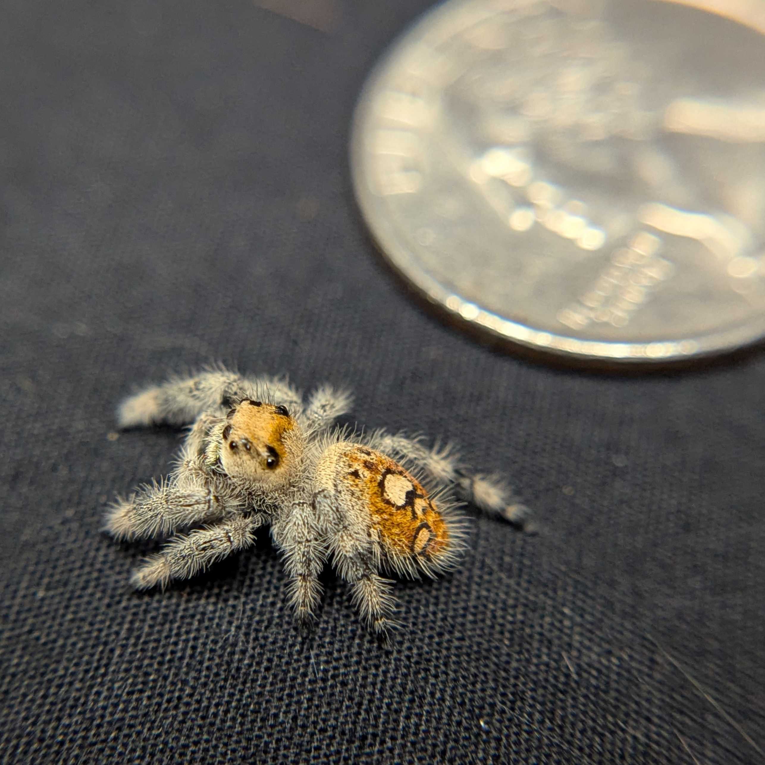 Regal Jumping Spider “Magnolia”