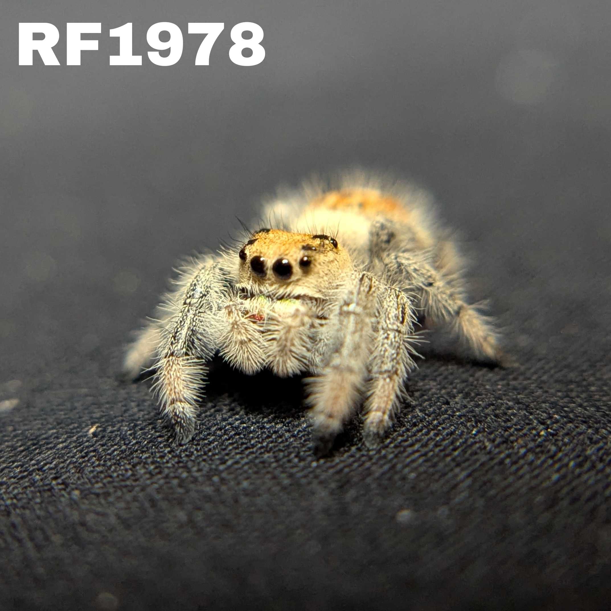 Regal Jumping Spider “Magnolia”