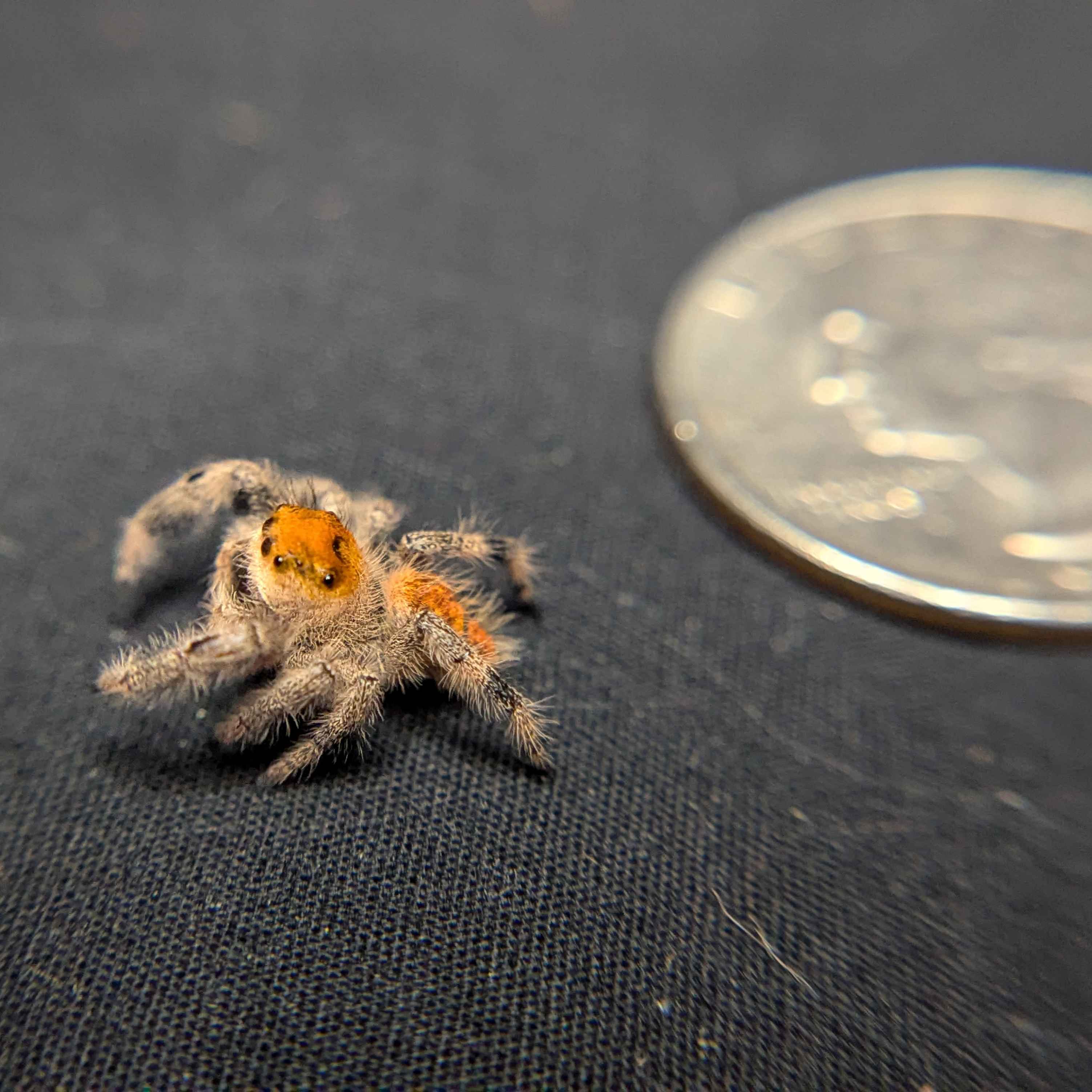 Regal Jumping Spider “Amber”