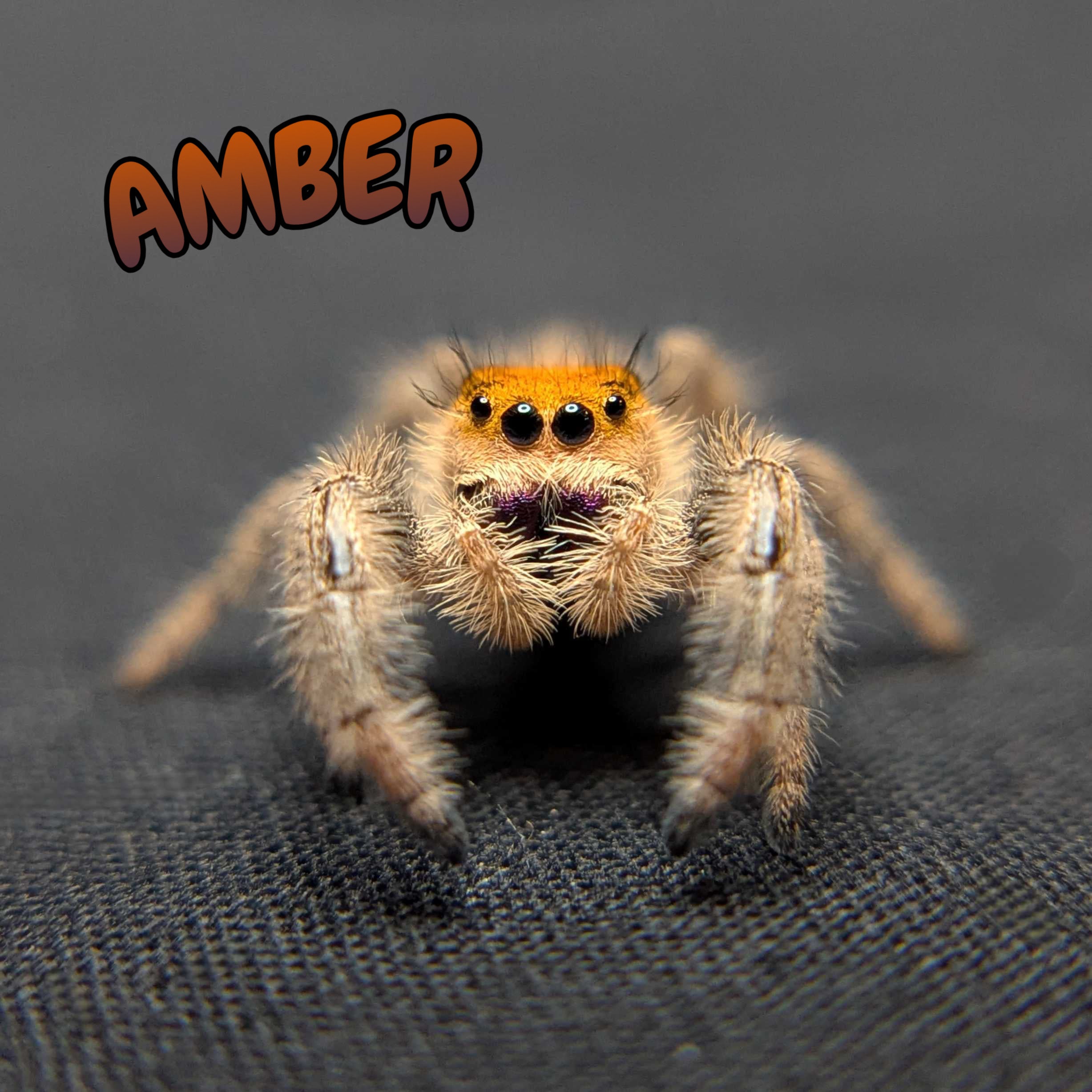 Regal Jumping Spider “Amber”