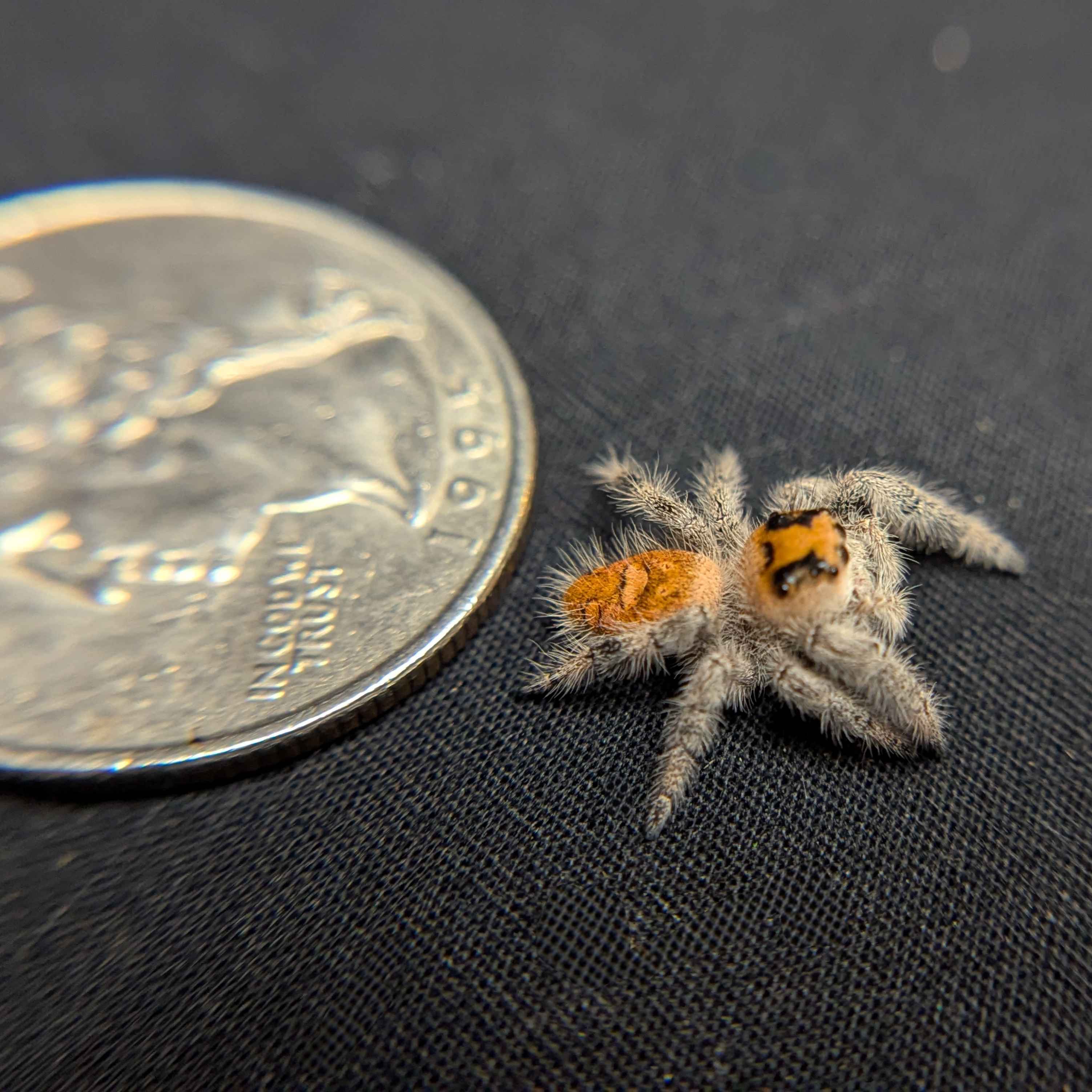 Regal Jumping Spider “Royal Yam”