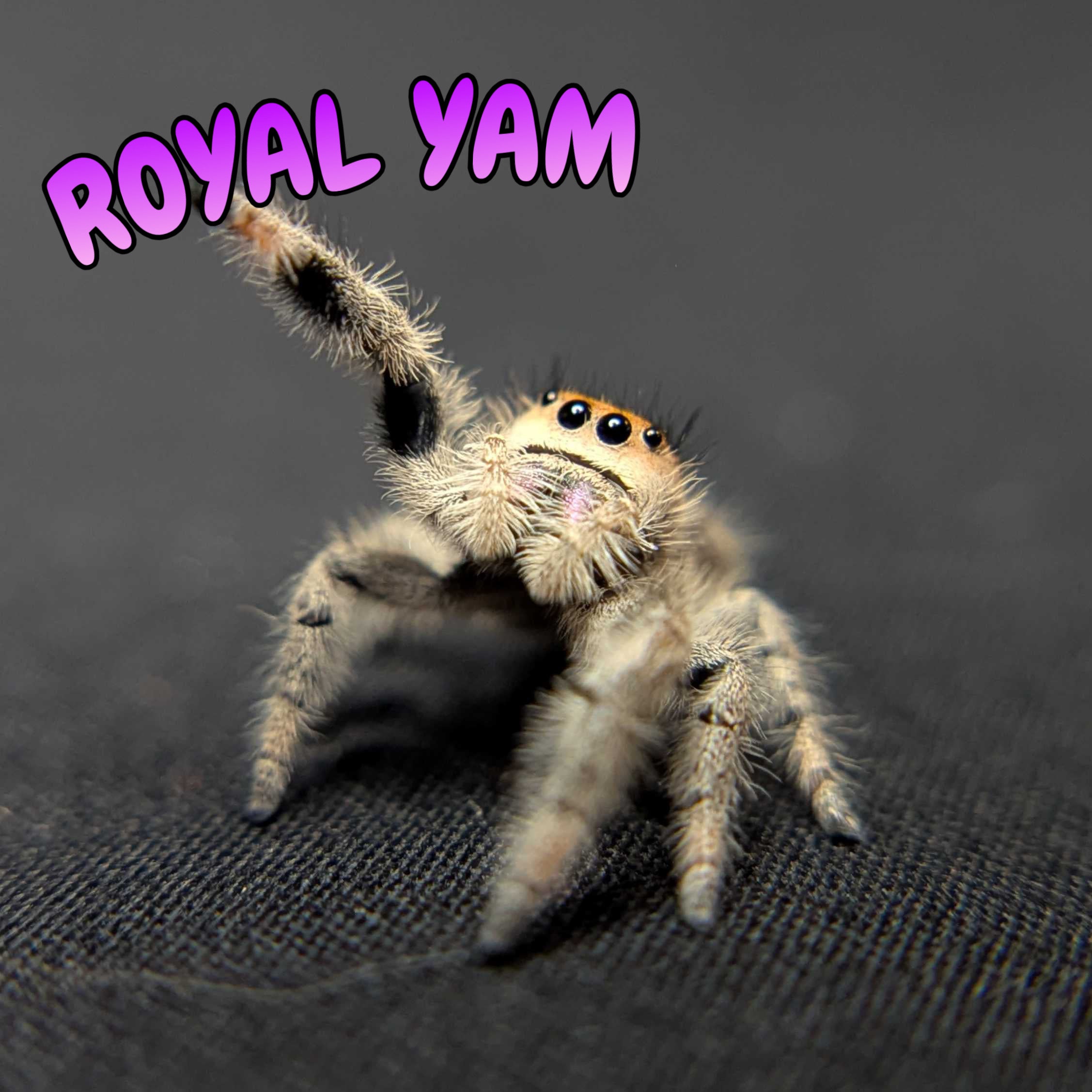 Regal Jumping Spider “Royal Yam”