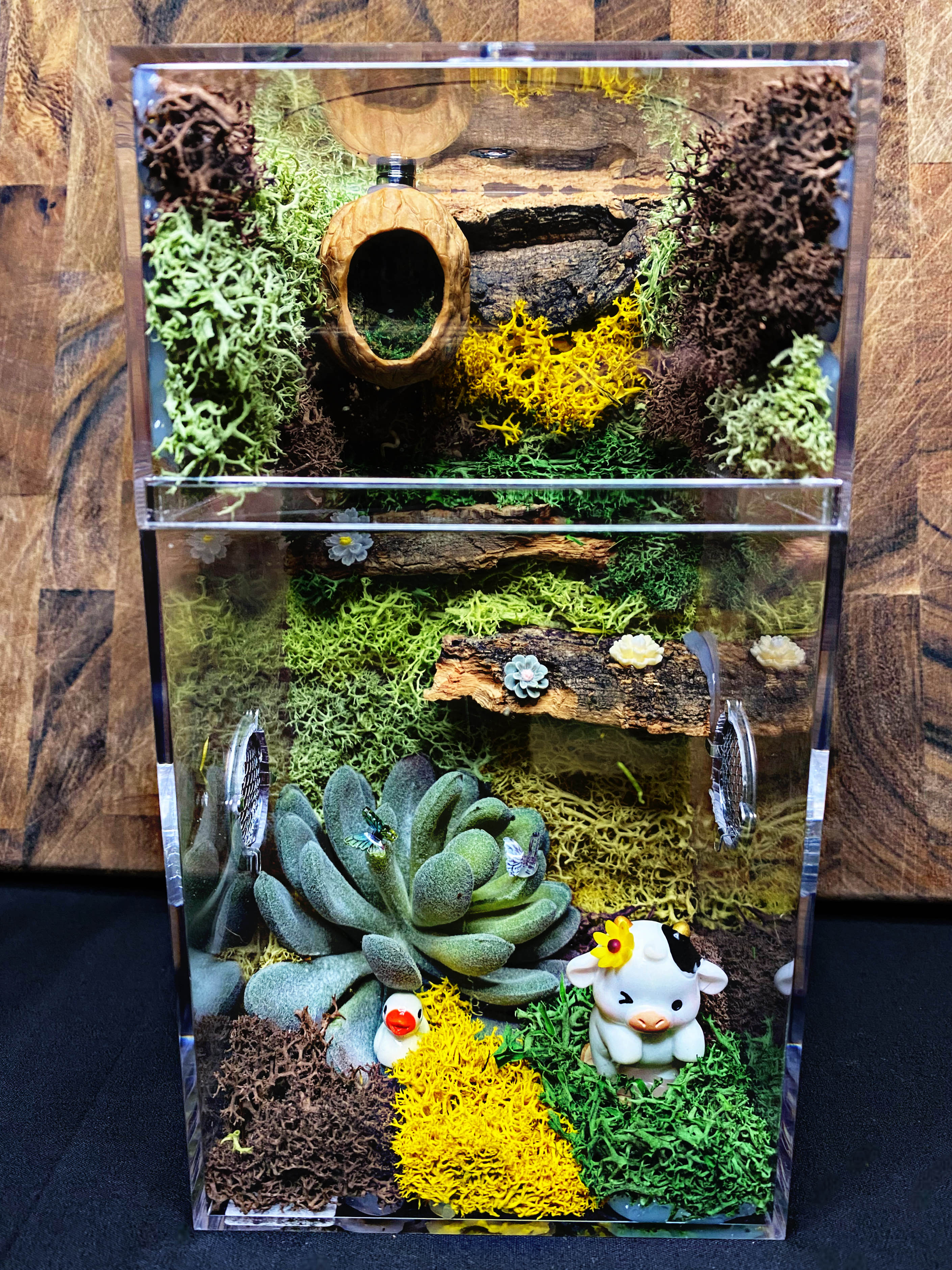 Custom Jumping Spider Enclosure