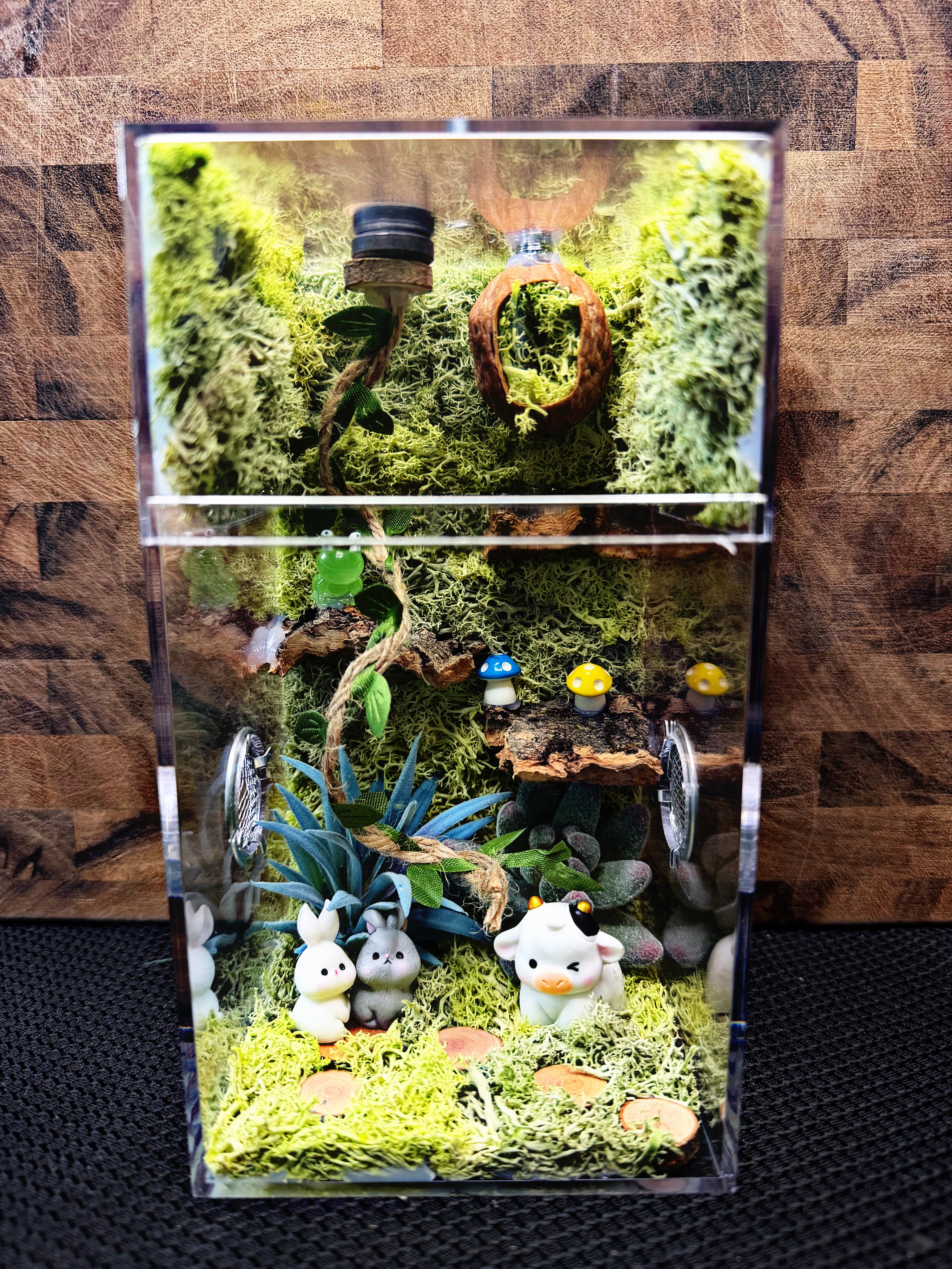 Custom Jumping Spider Enclosure