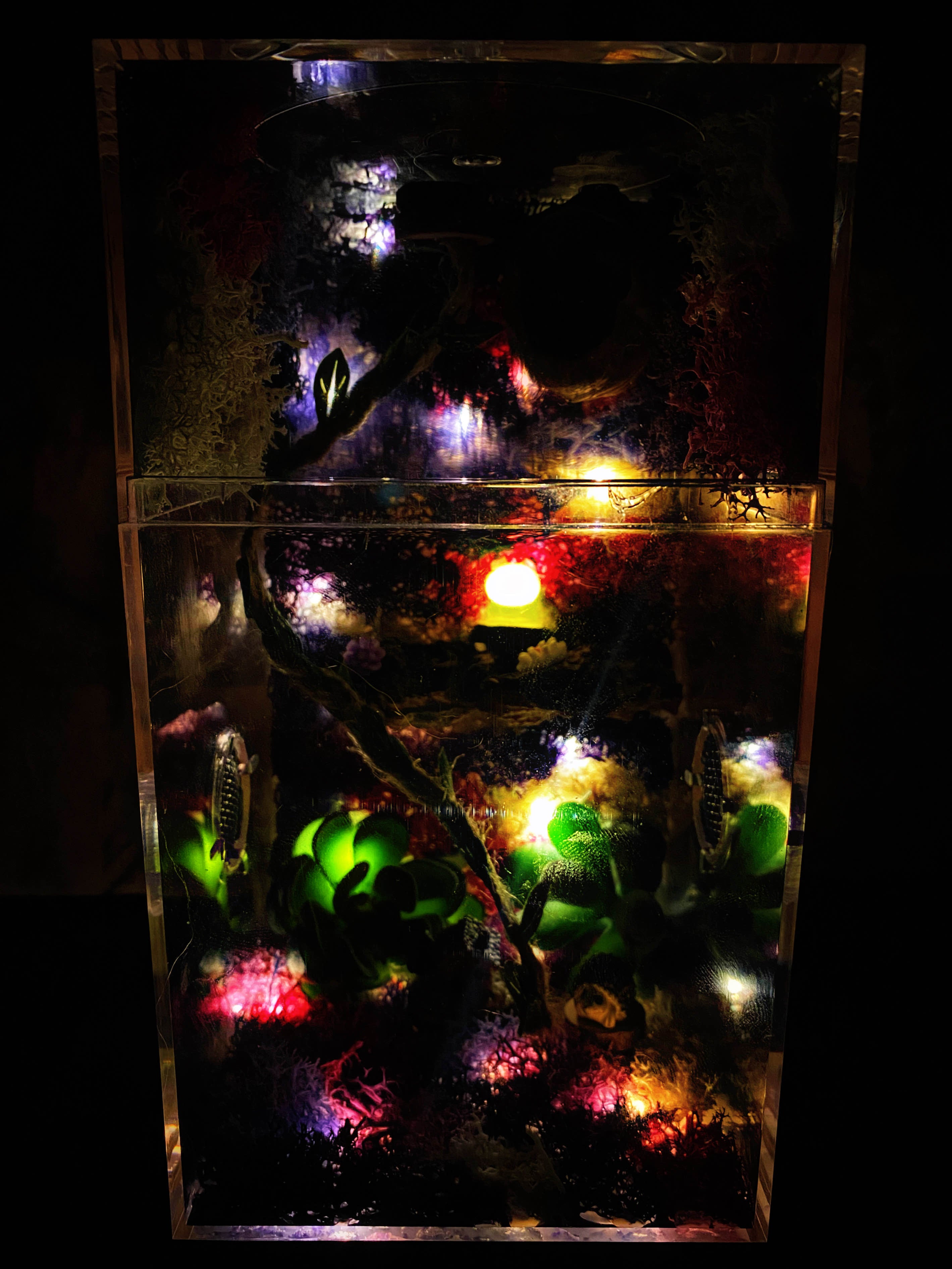 ~Fairy Lights~ Custom Jumping Spider Enclosure