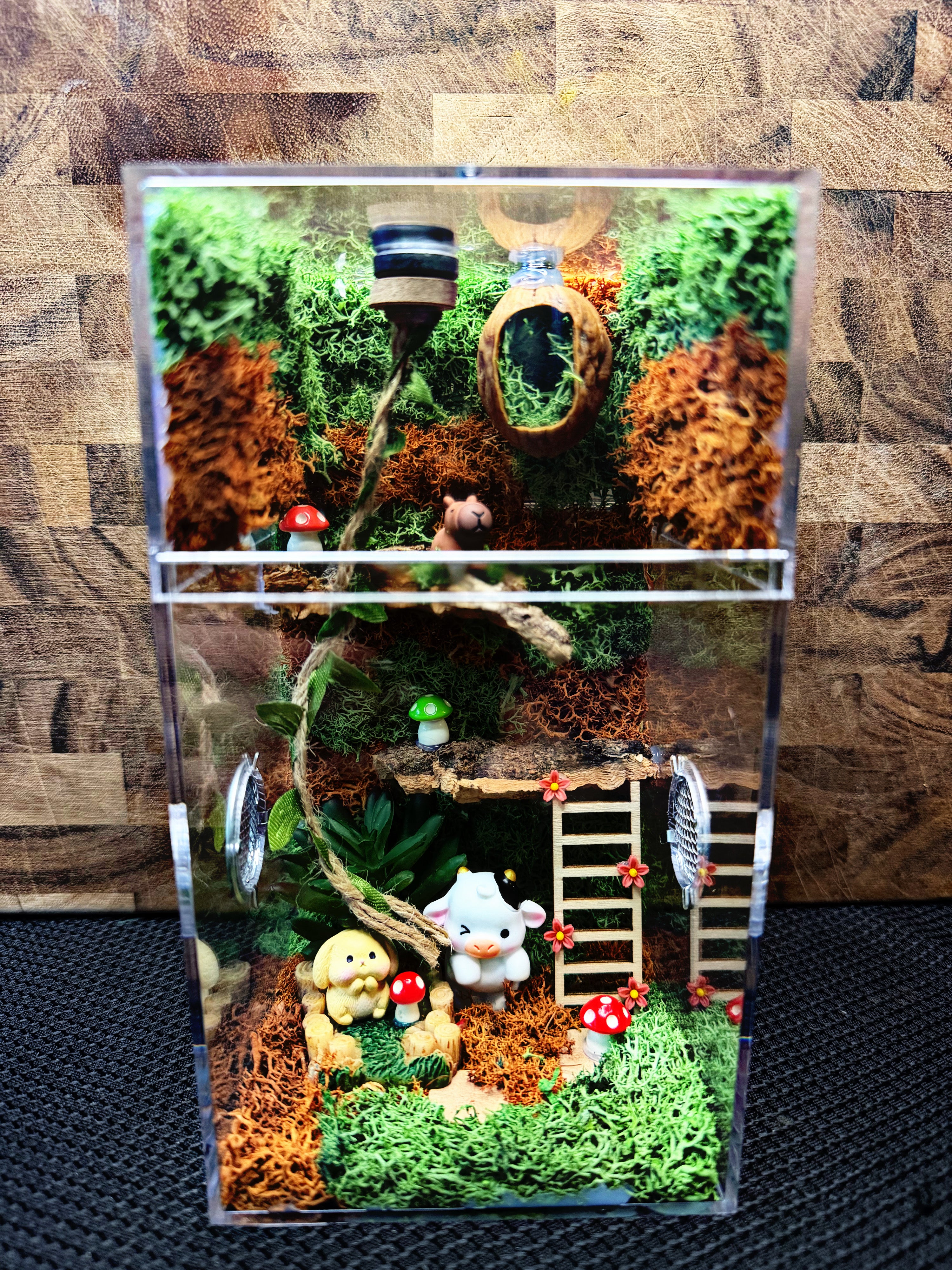 Custom Jumping Spider Enclosure