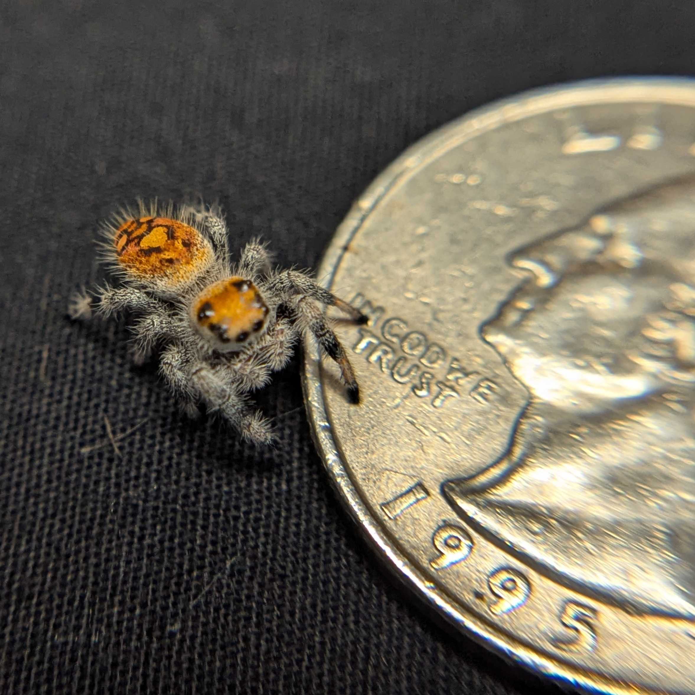 Regal Jumping Spider "Butternut"