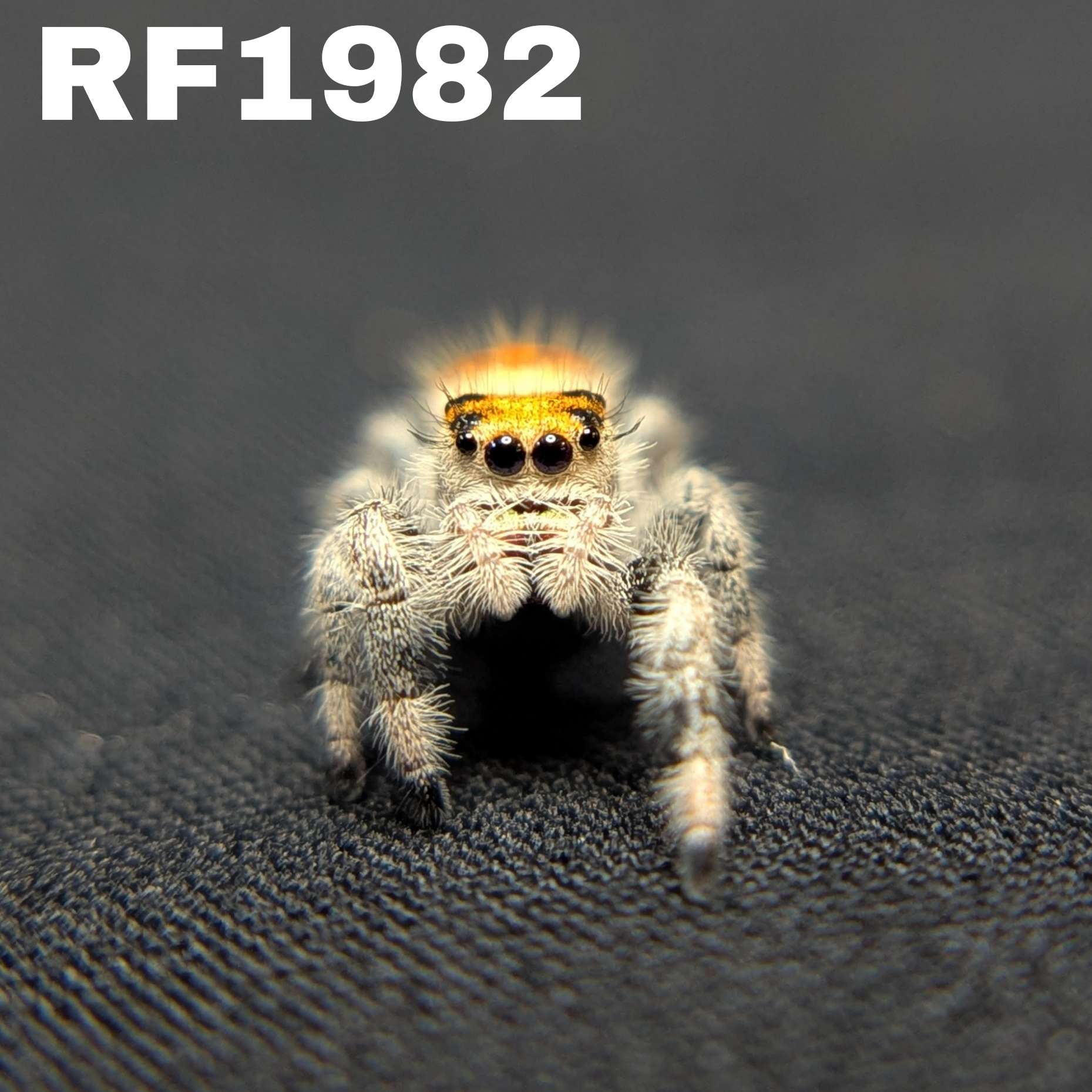 Regal Jumping Spider "Butternut"