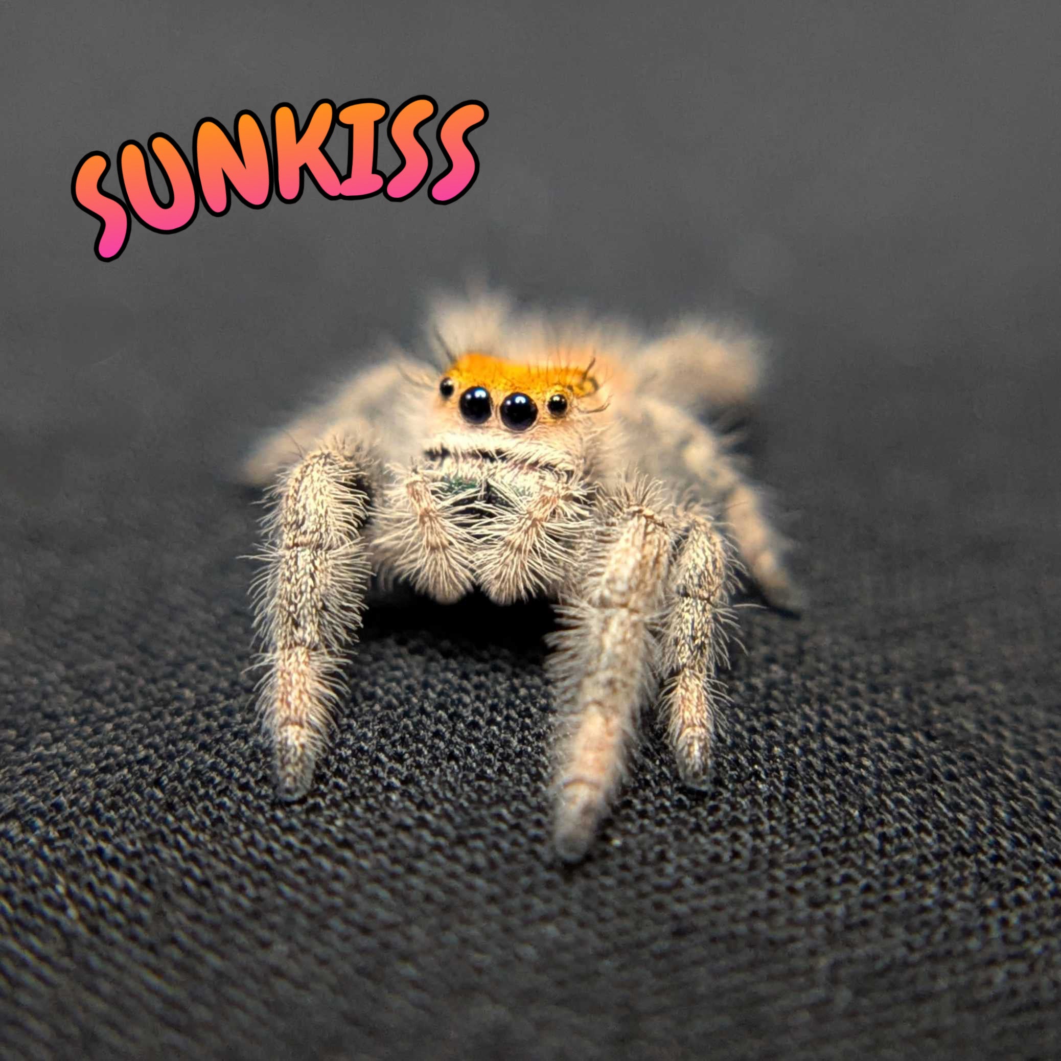 Regal Jumping Spider "Sunkiss"