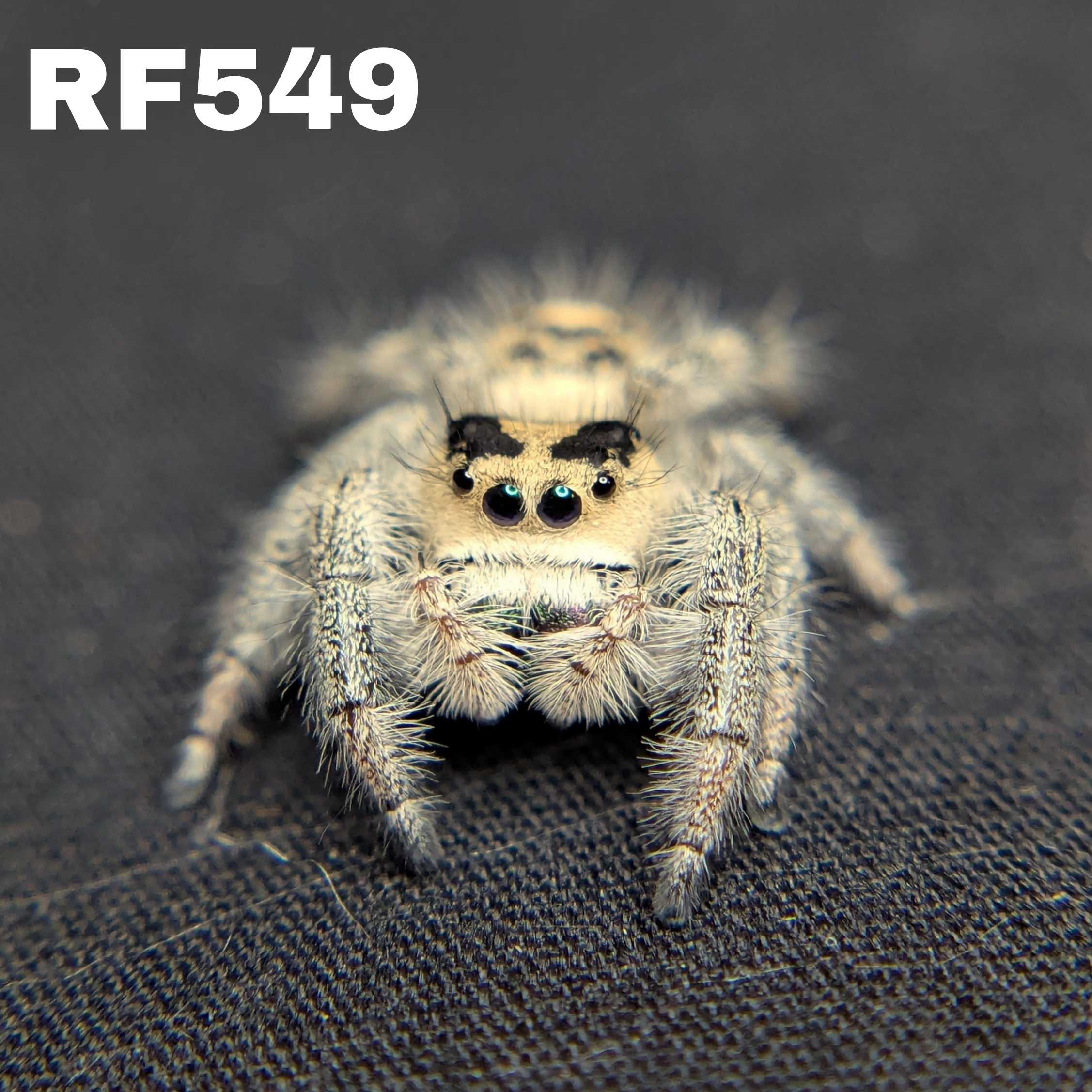 Regal Jumping Spider "Barley"