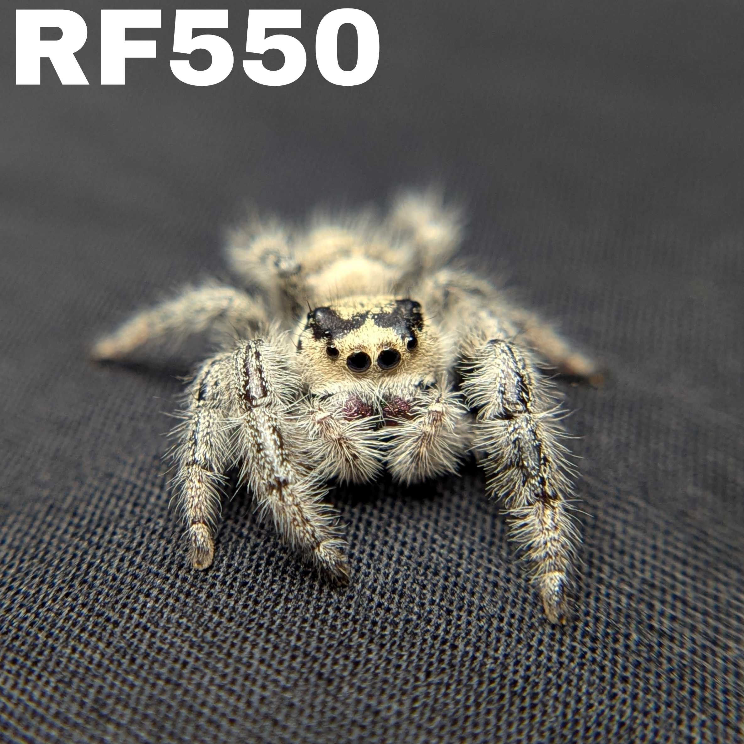 Regal Jumping Spider "Pinecone"