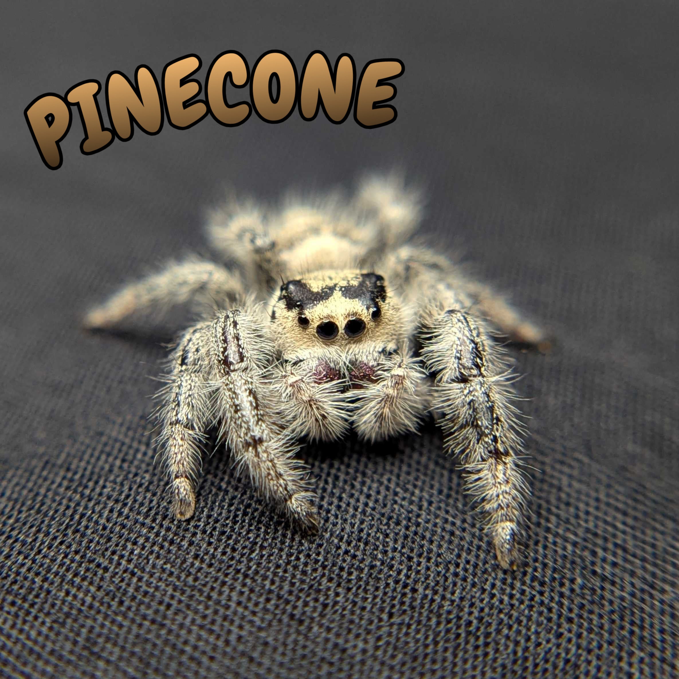 Regal Jumping Spider "Pinecone"