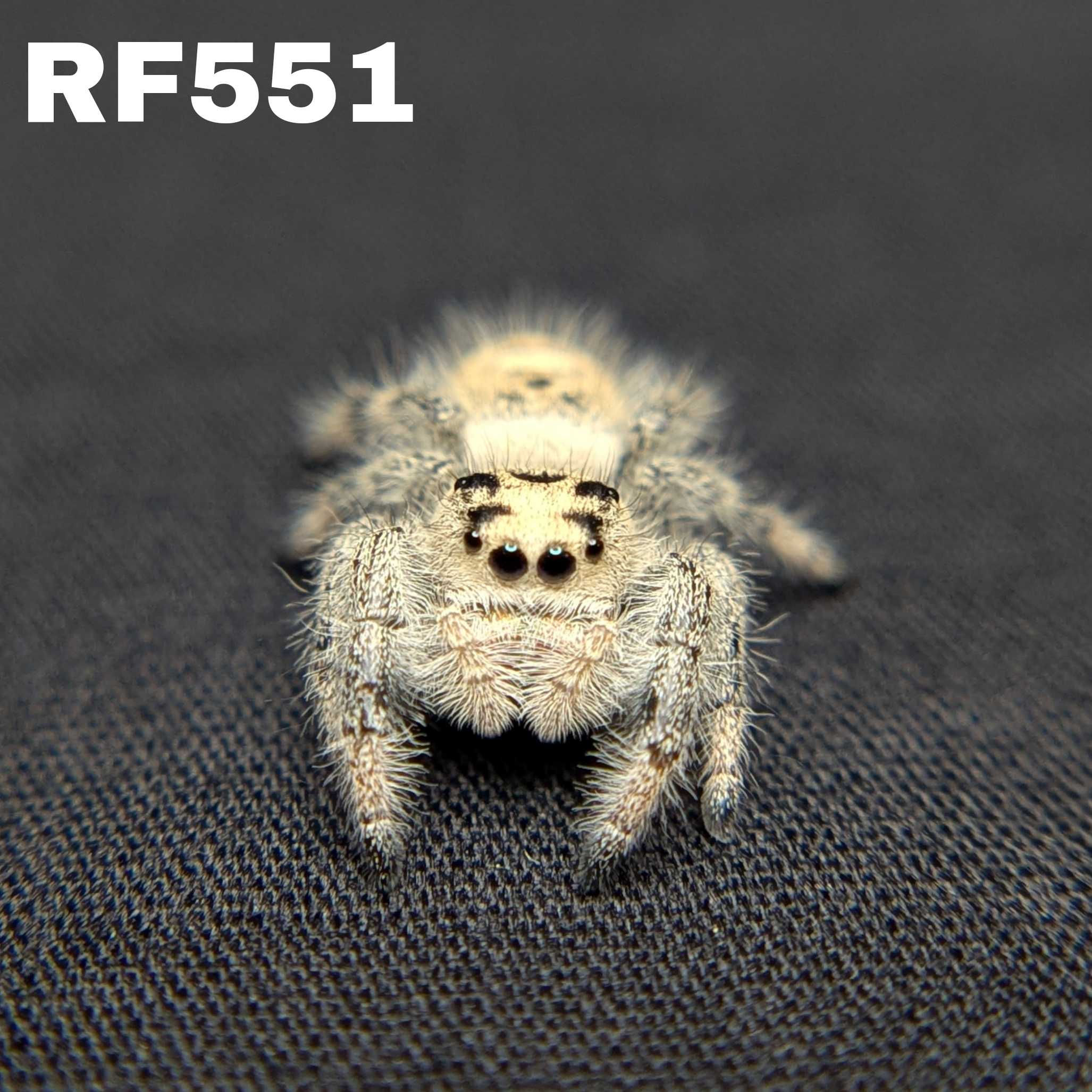 Regal Jumping Spider "Teddy"