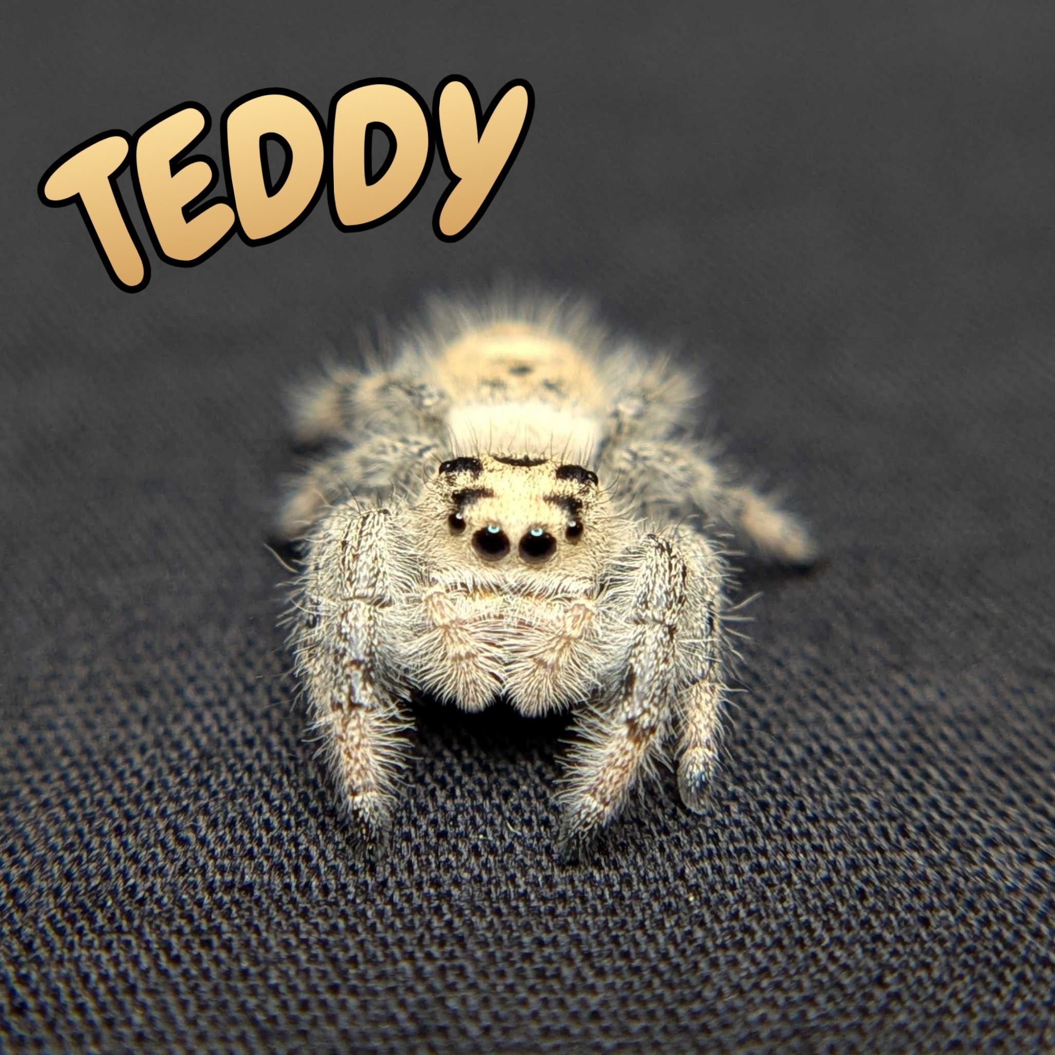 Regal Jumping Spider "Teddy"
