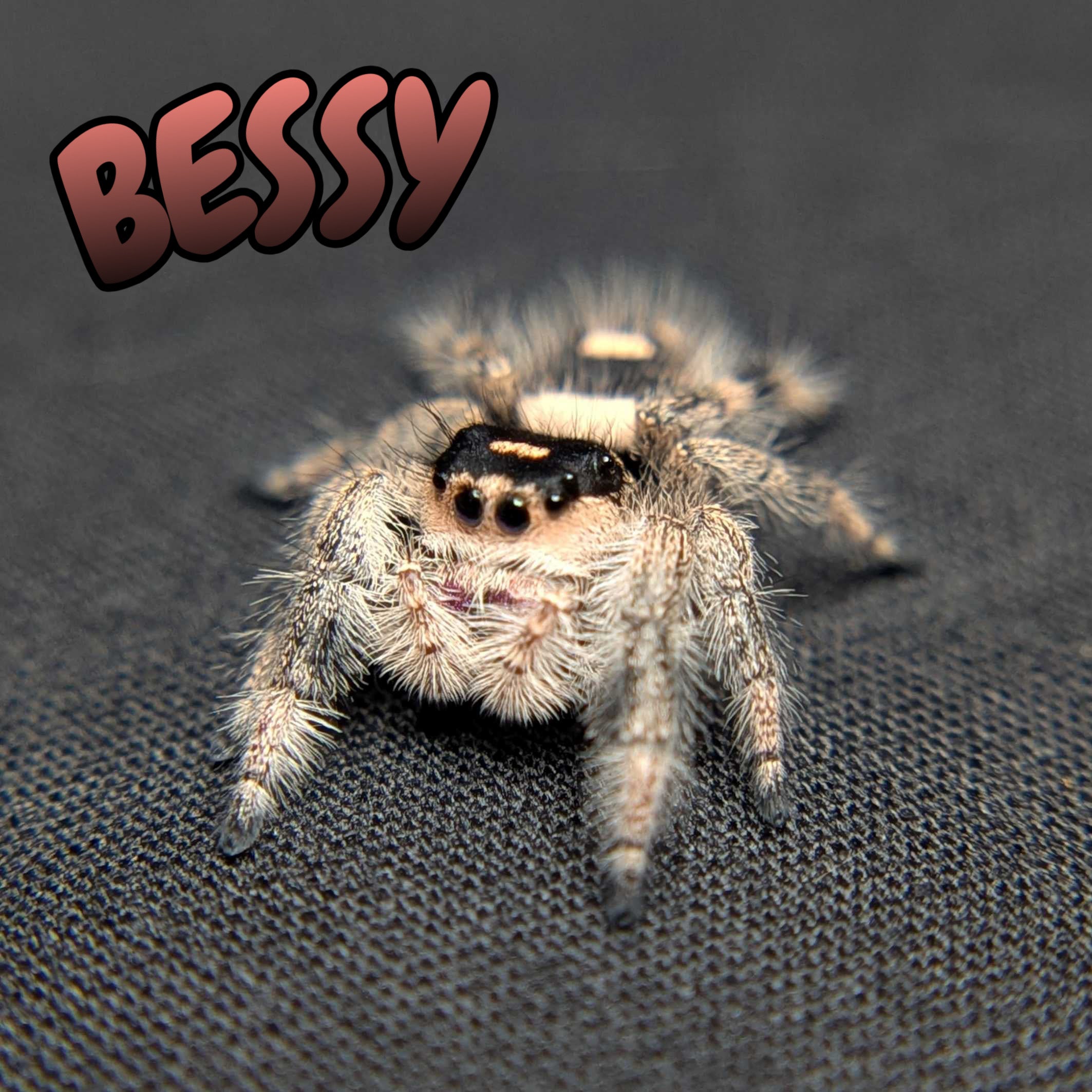 Regal Jumping Spider "Bessy"