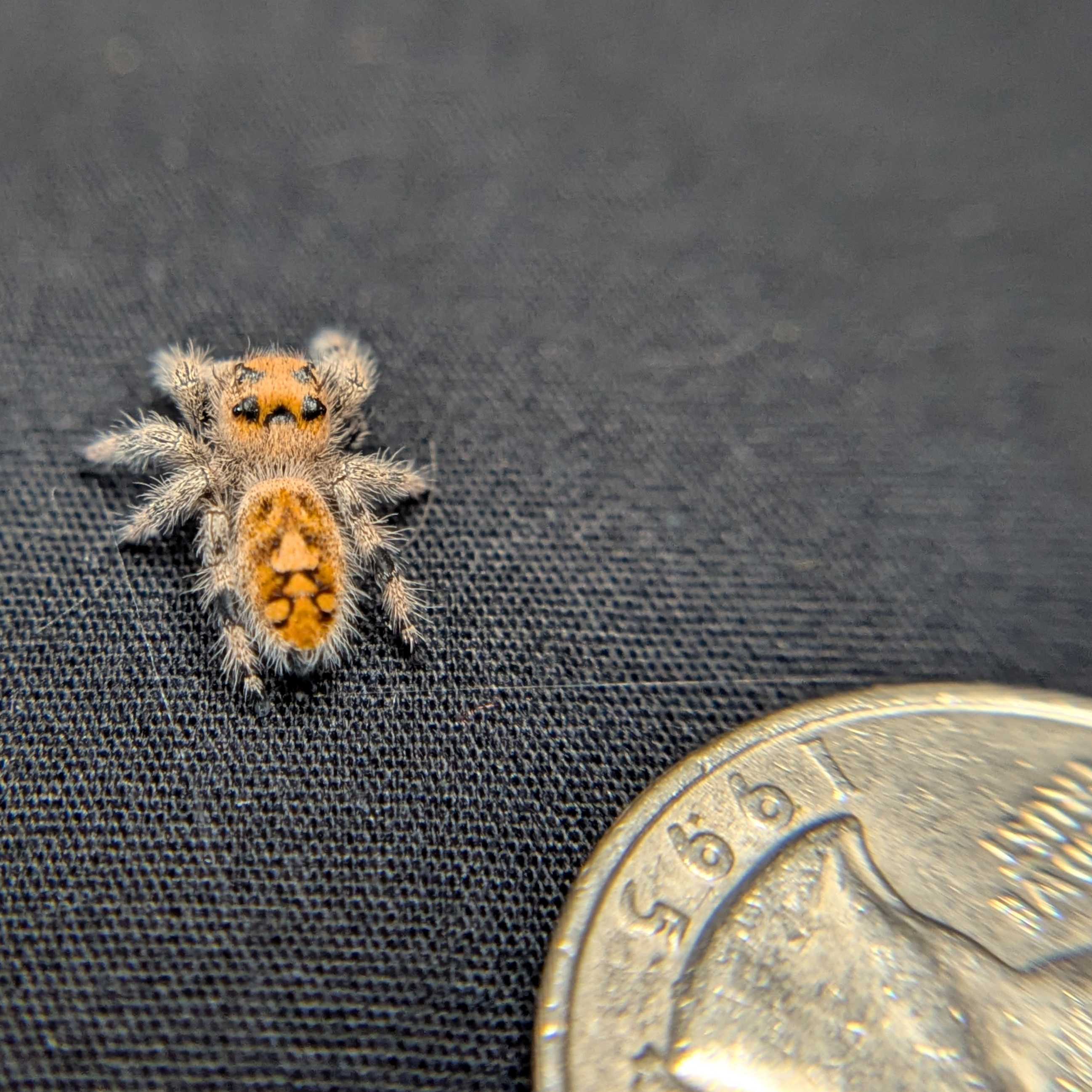 Regal Jumping Spider "Smoothie"