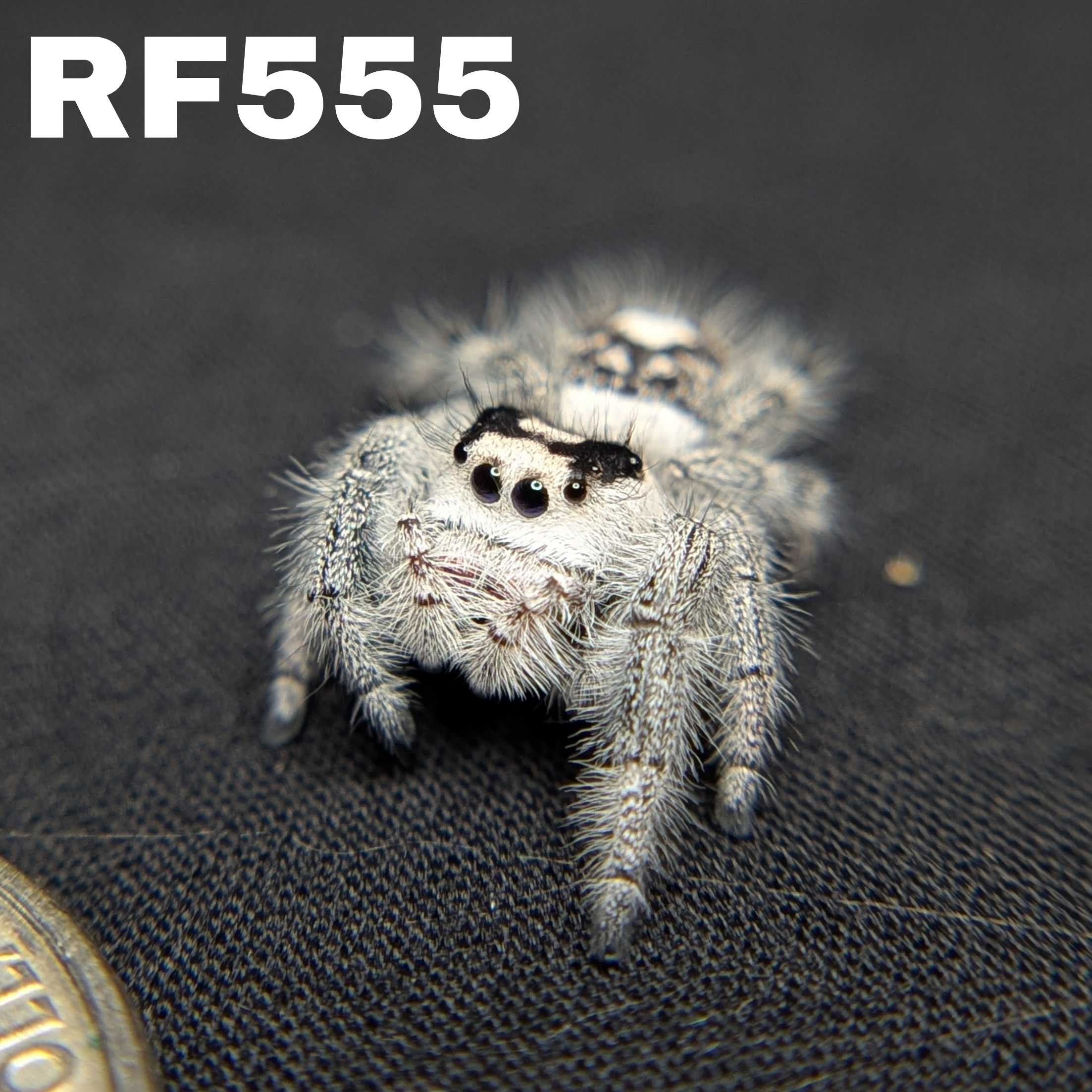 Regal Jumping Spider "North"