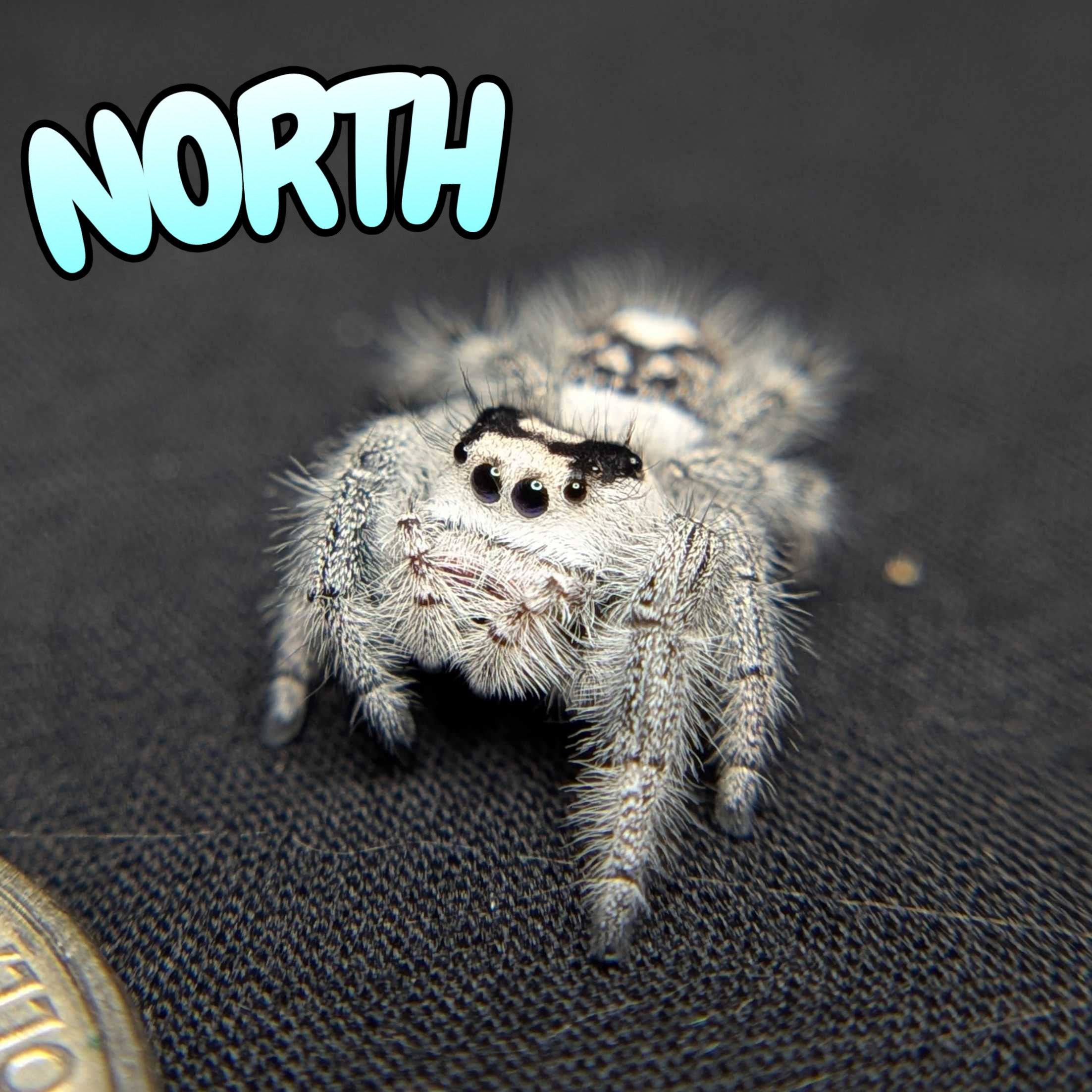 Regal Jumping Spider "North"