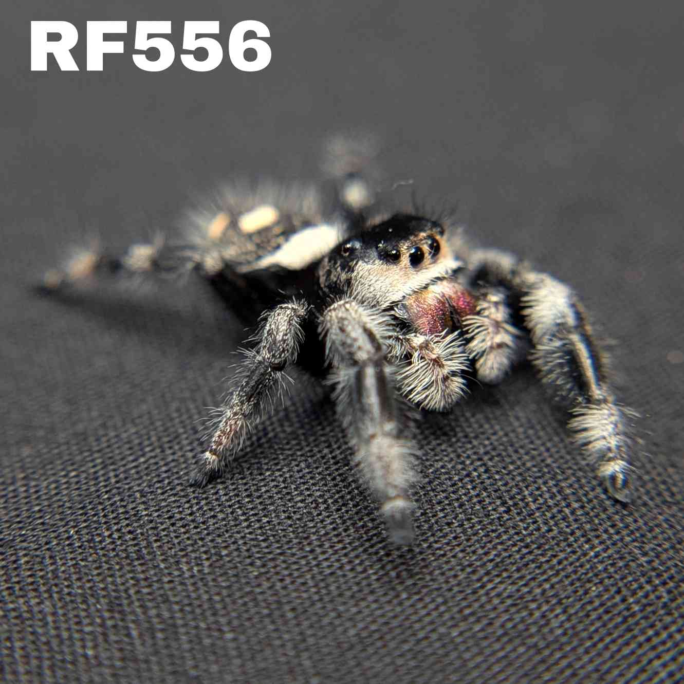 Regal Jumping Spider "Dasher"