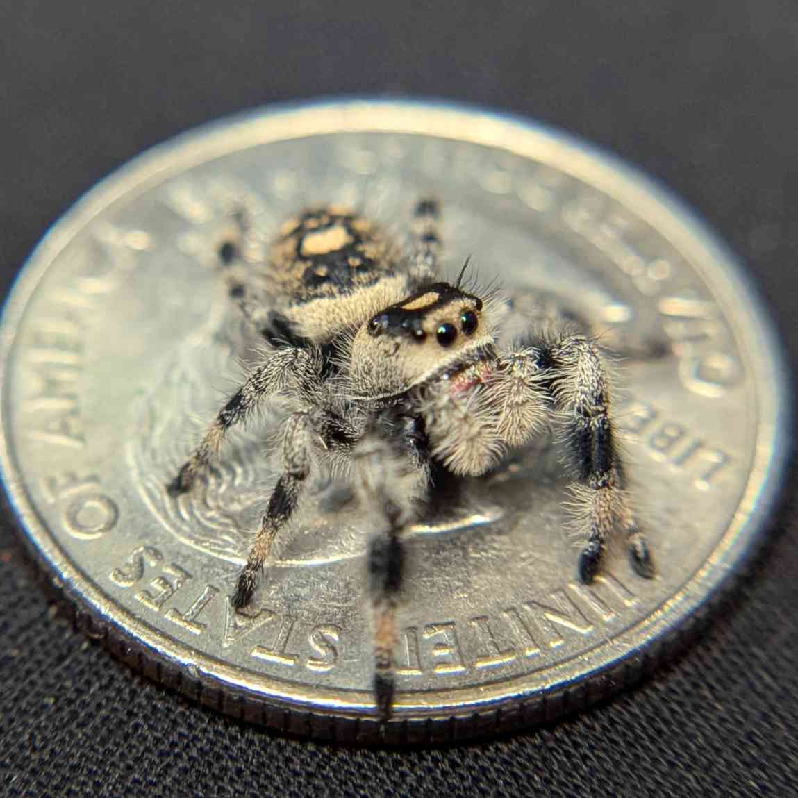 Regal Jumping Spider "Wishbone"