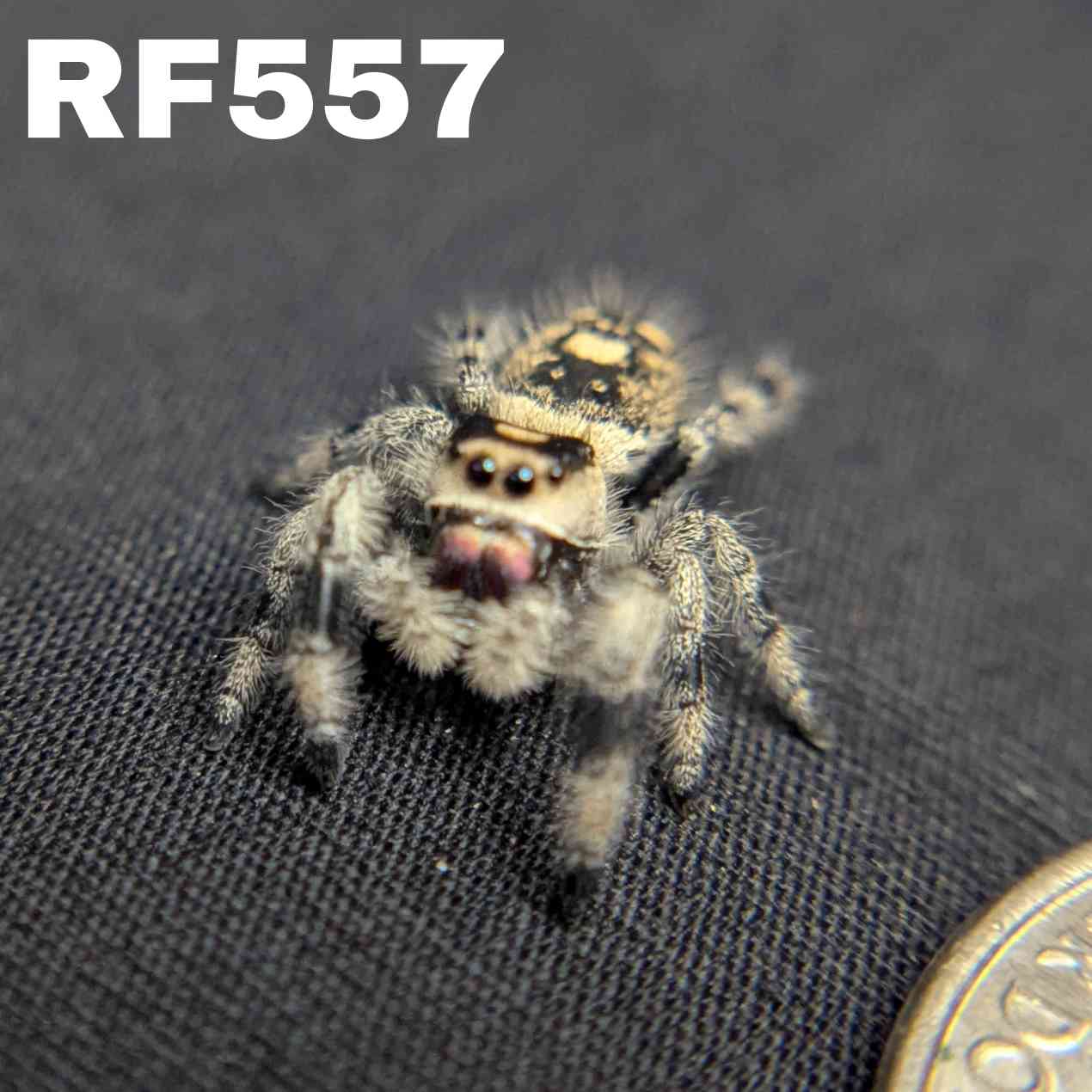 Regal Jumping Spider "Wishbone"