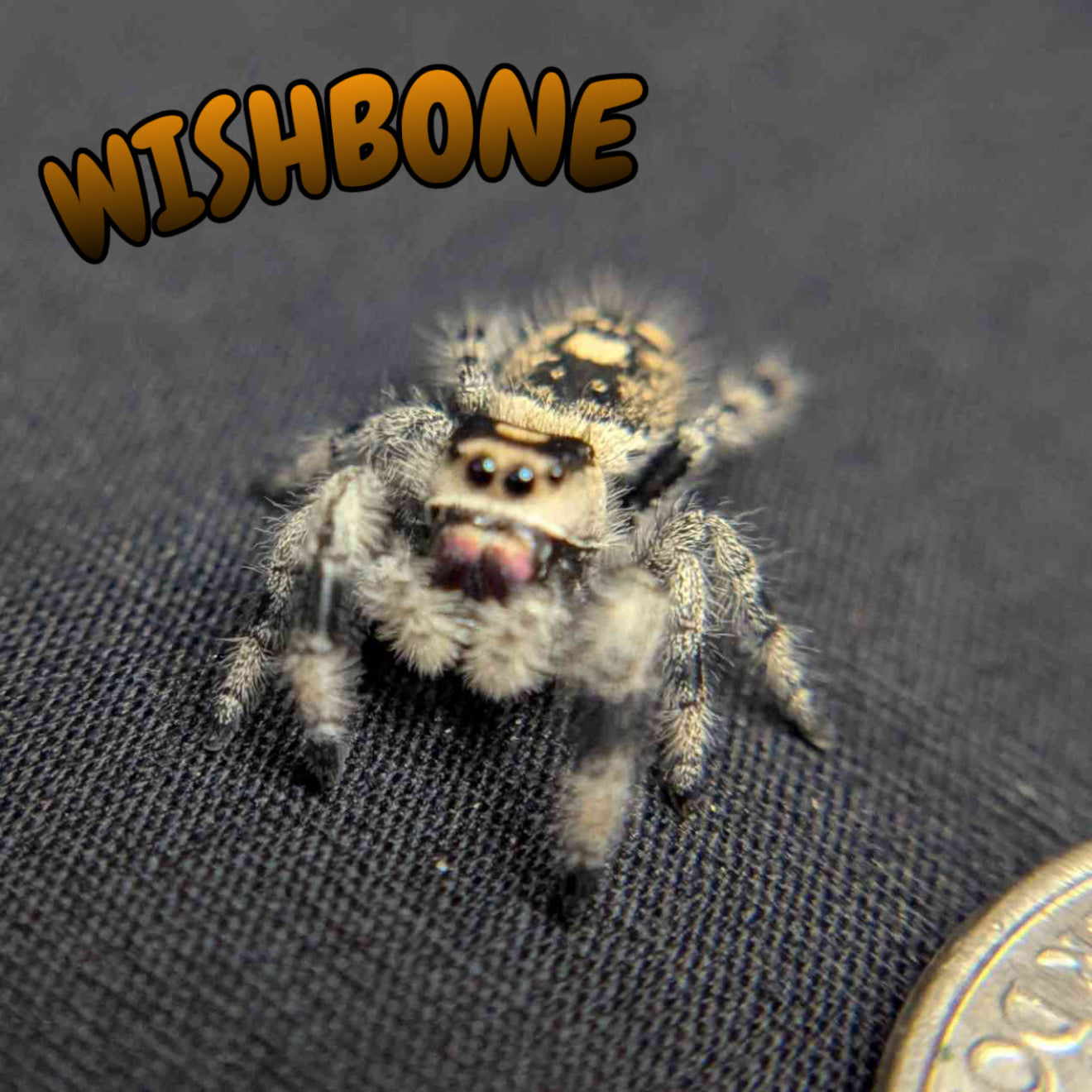 Regal Jumping Spider "Wishbone"