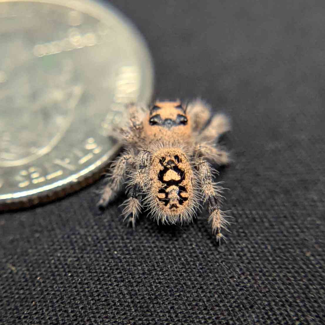 Regal Jumping Spider “Apricot”