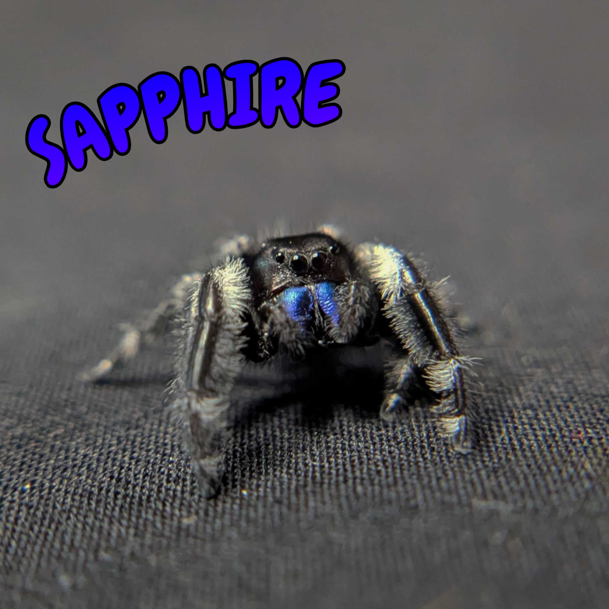 Regal Jumping Spider "Sapphire" (Rare)